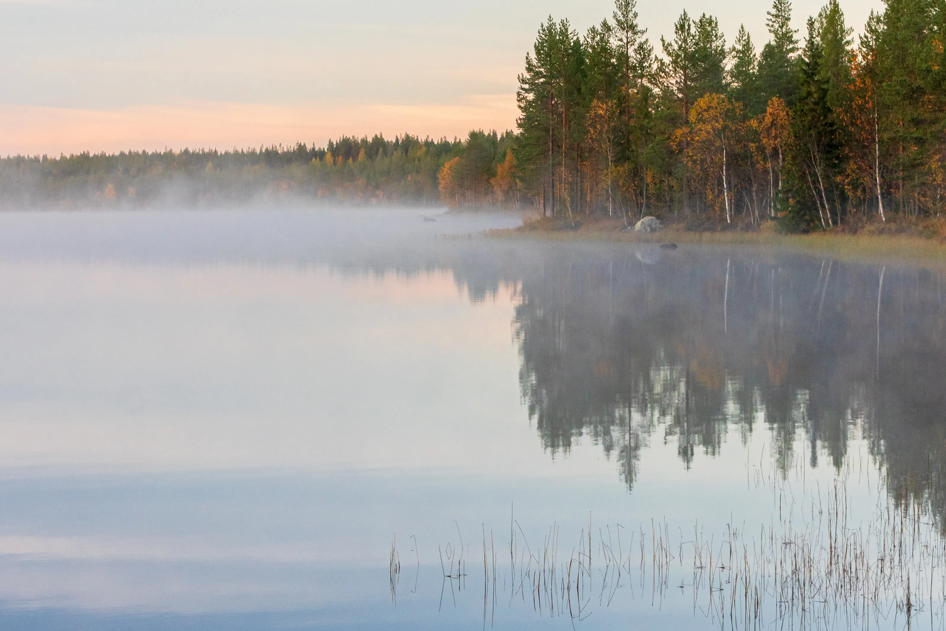 Autumnmornings