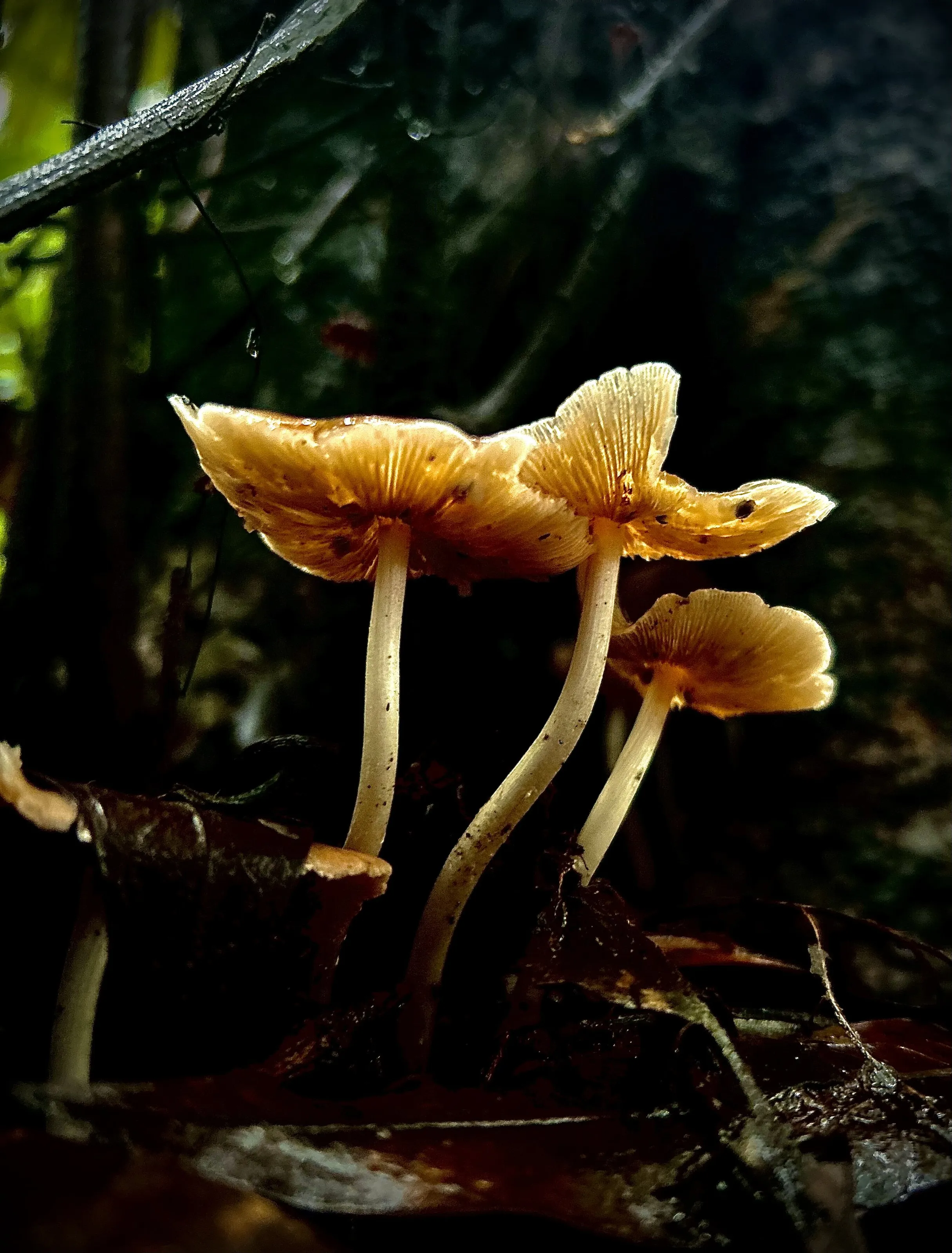 Guardians of the forest floor