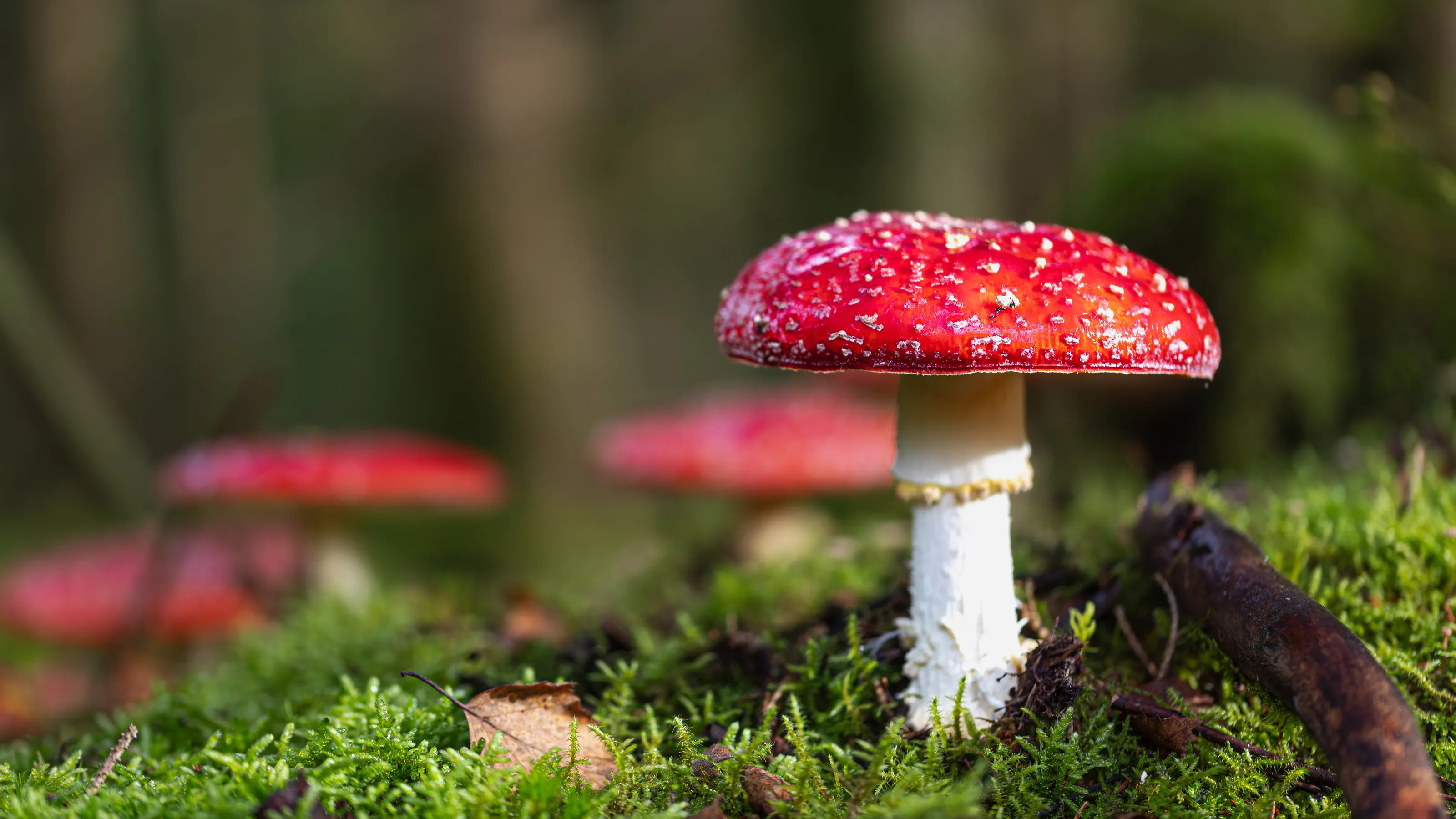 Fly Agaric