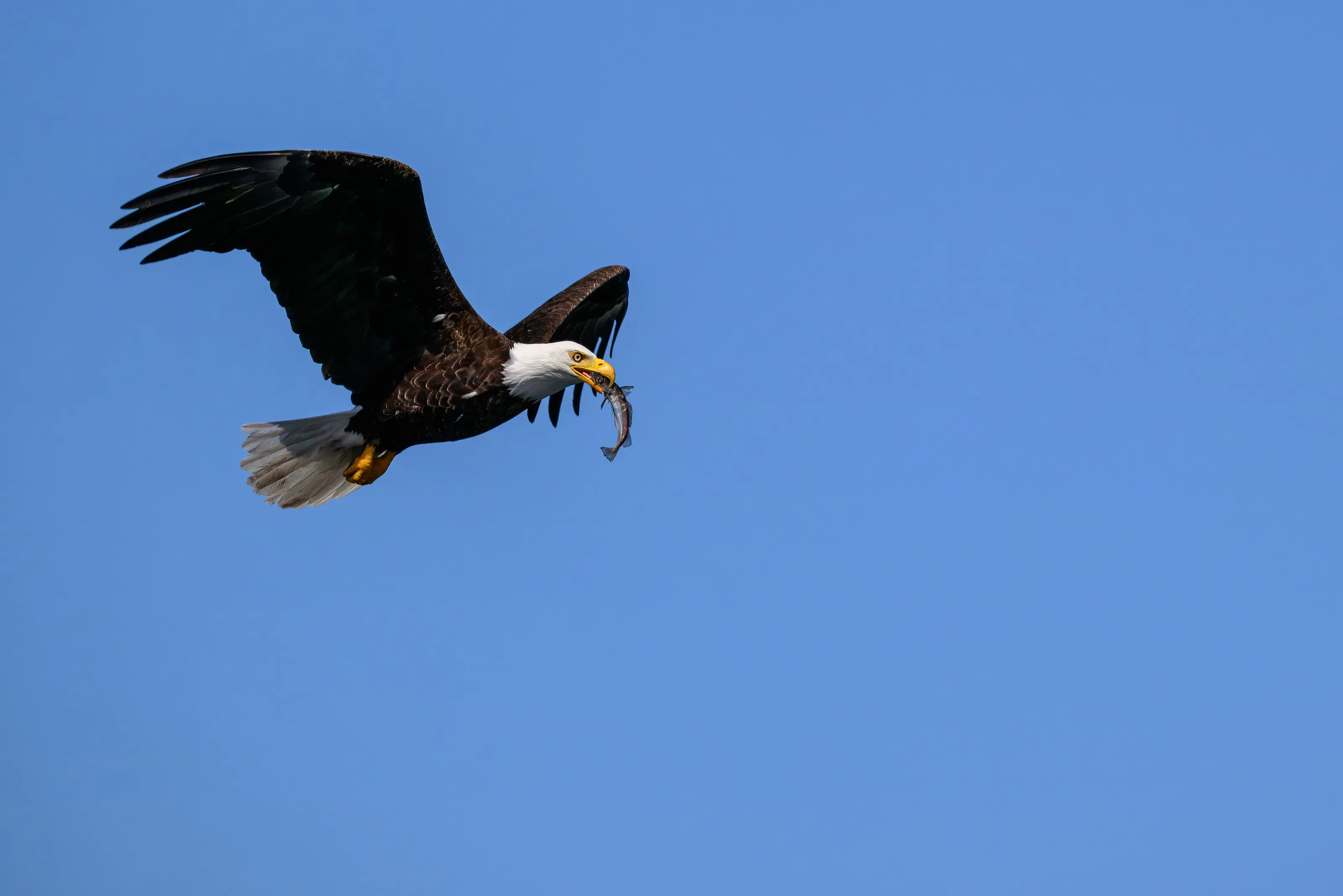 Bald Eagle eating a Hake