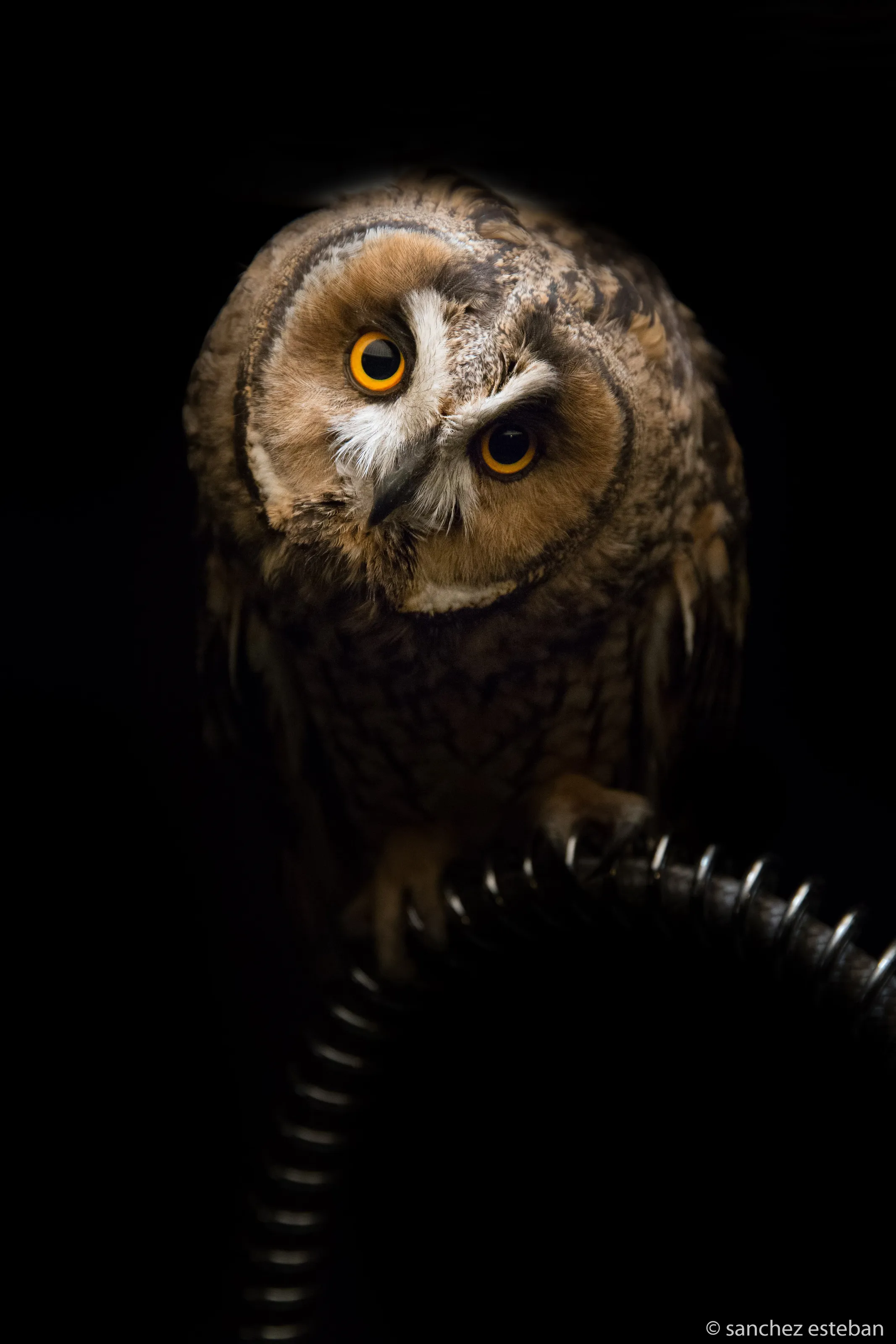 Silent predator