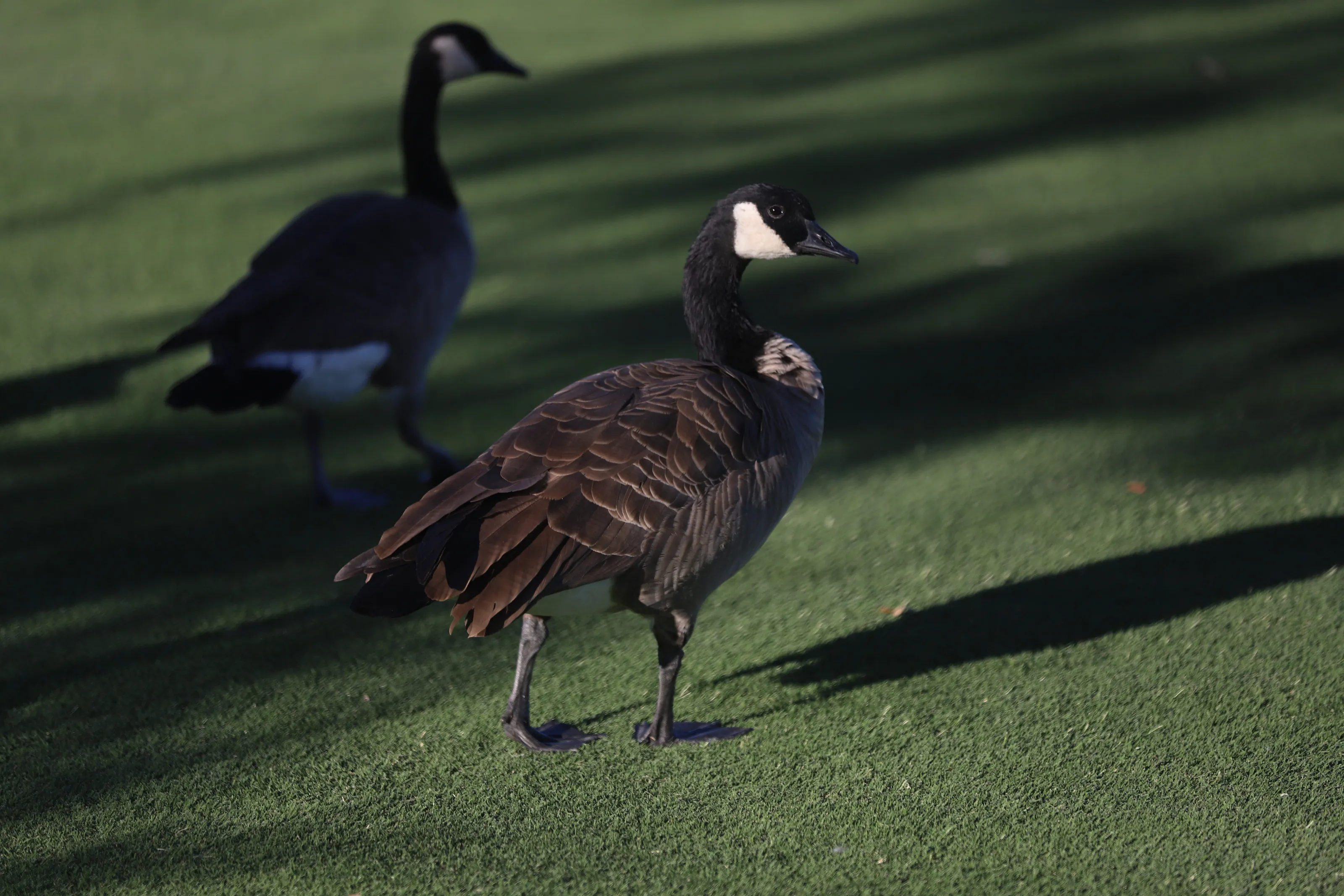 Goose on a Golf Course