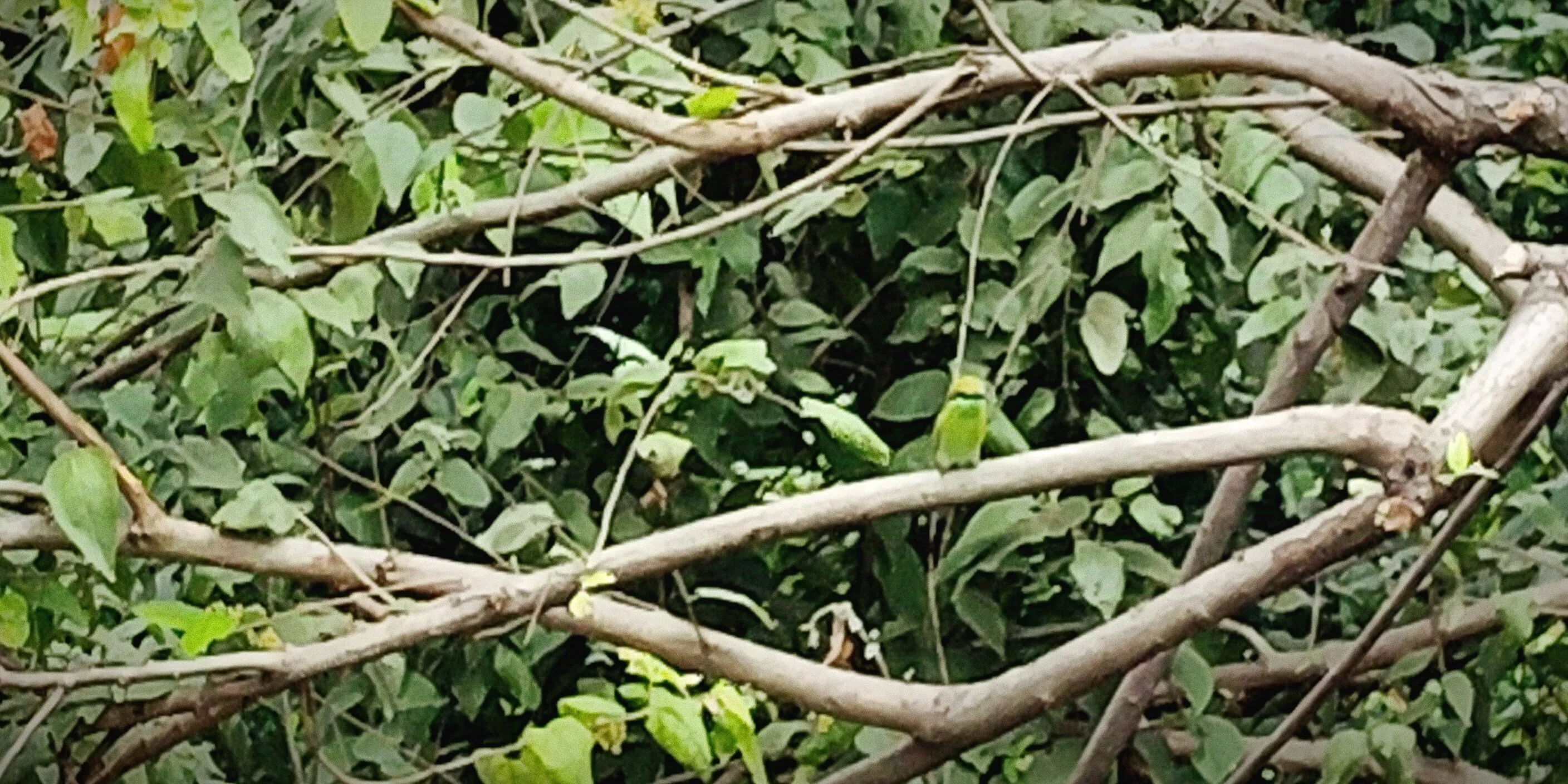 The Unexplored bird
