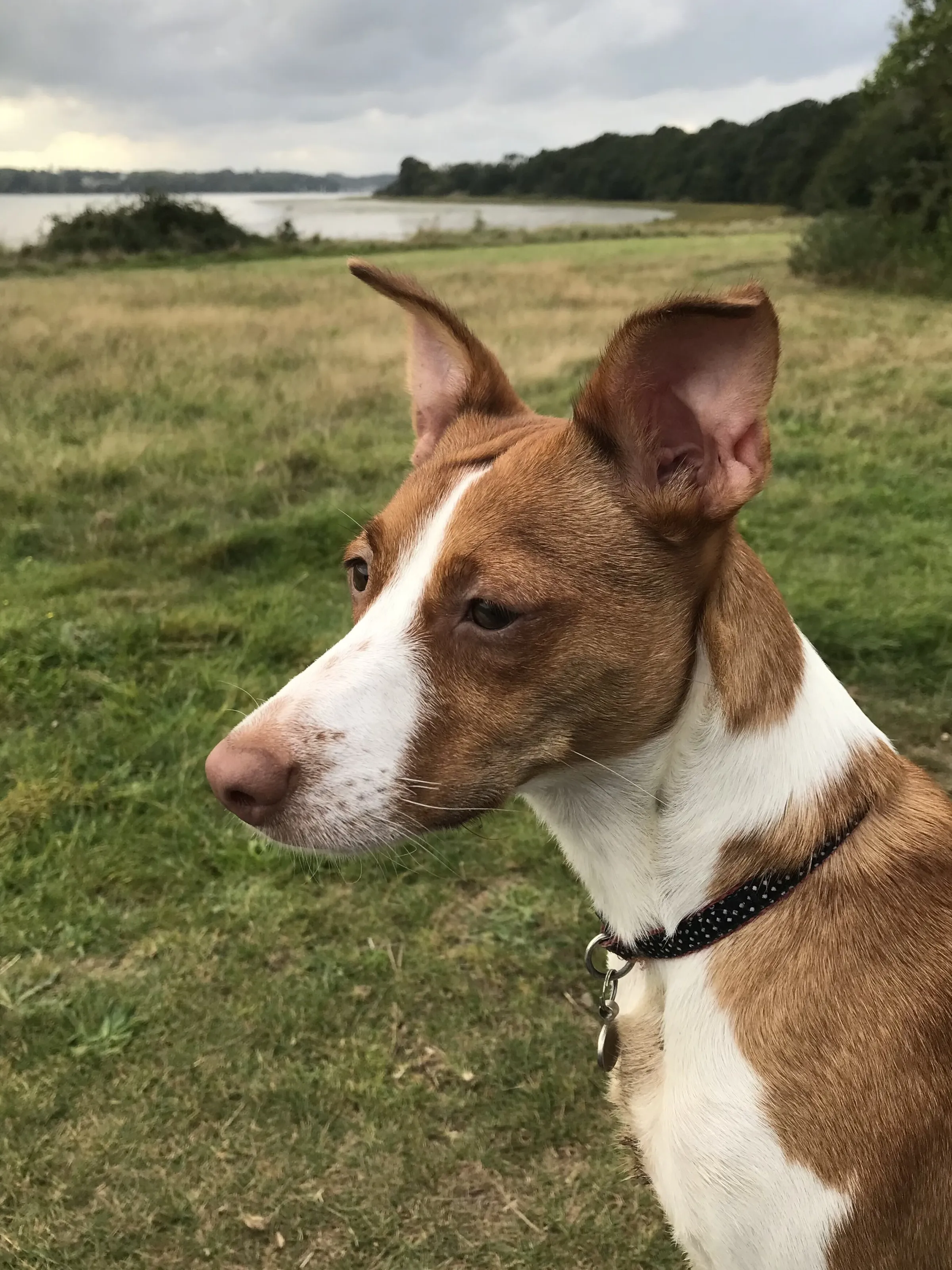 Maisie by the shore