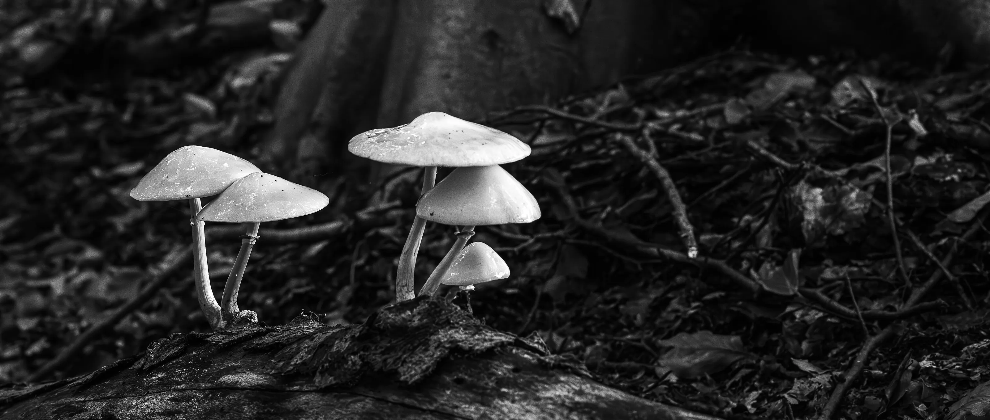 Mushrooms Growing Outdoors in Black and White
