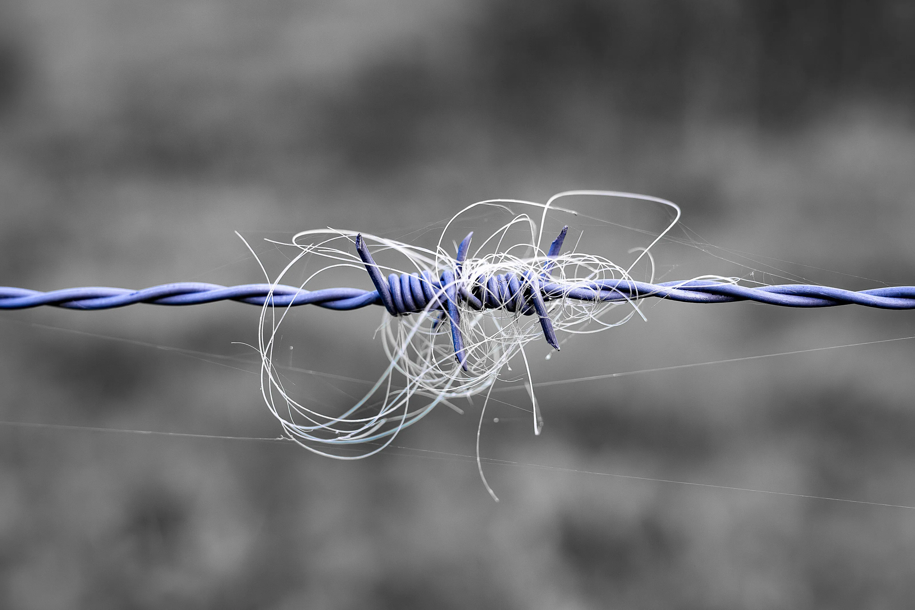 Stuck on Barbed Wire