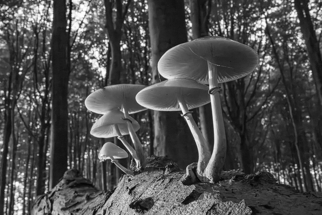 Entry 25842401