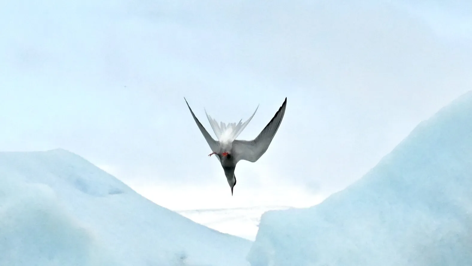 A cold dive