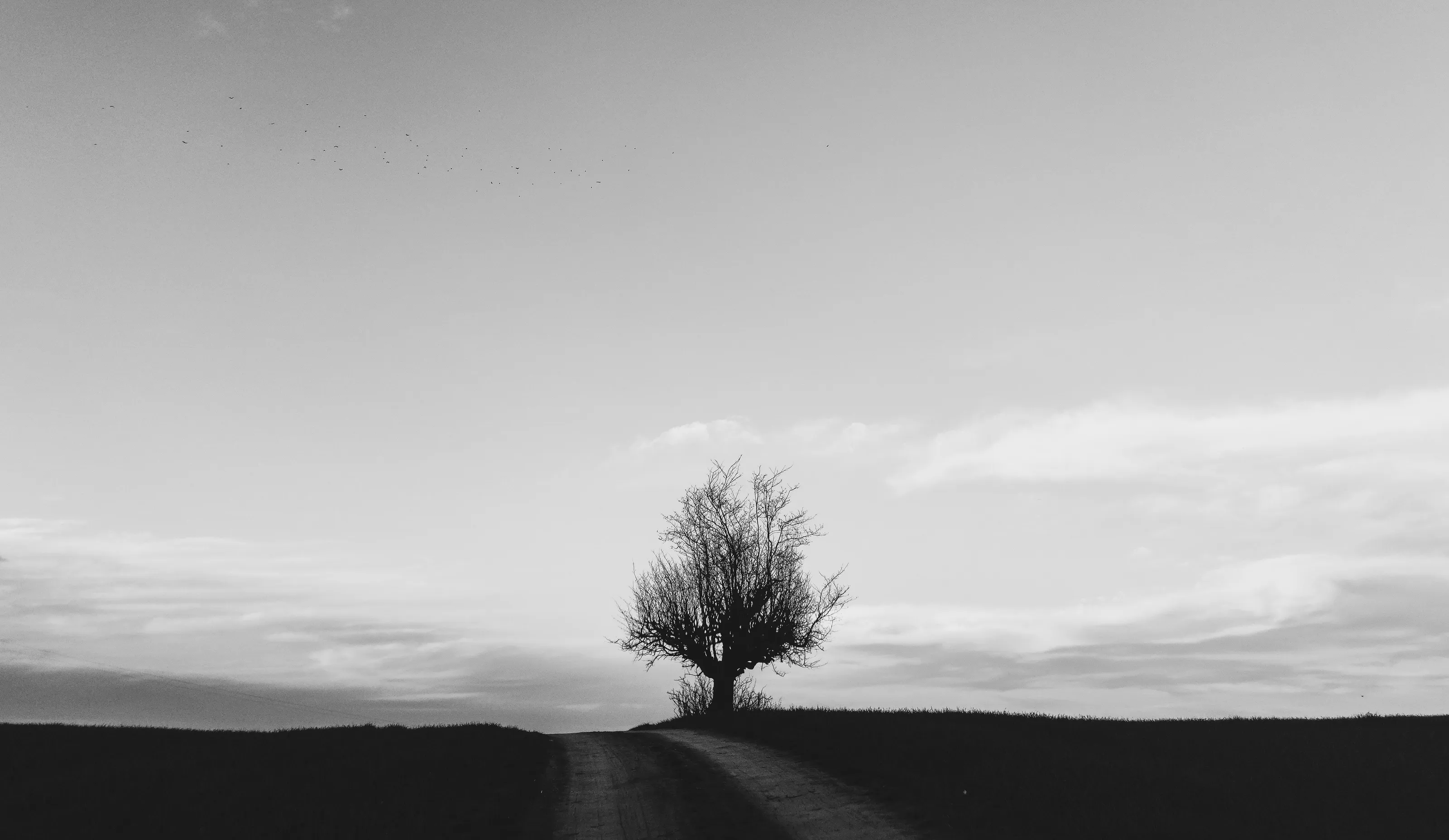 The Last Tree.