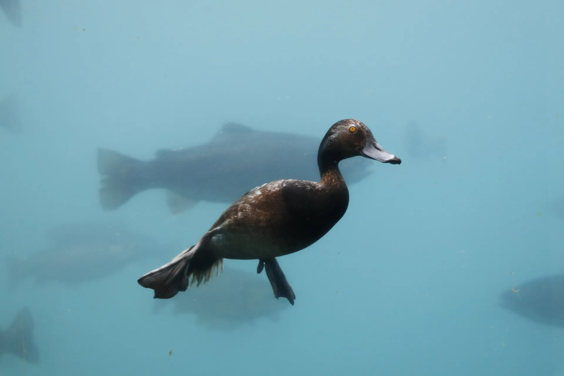 A duck swimming underwater surrounded by fishs