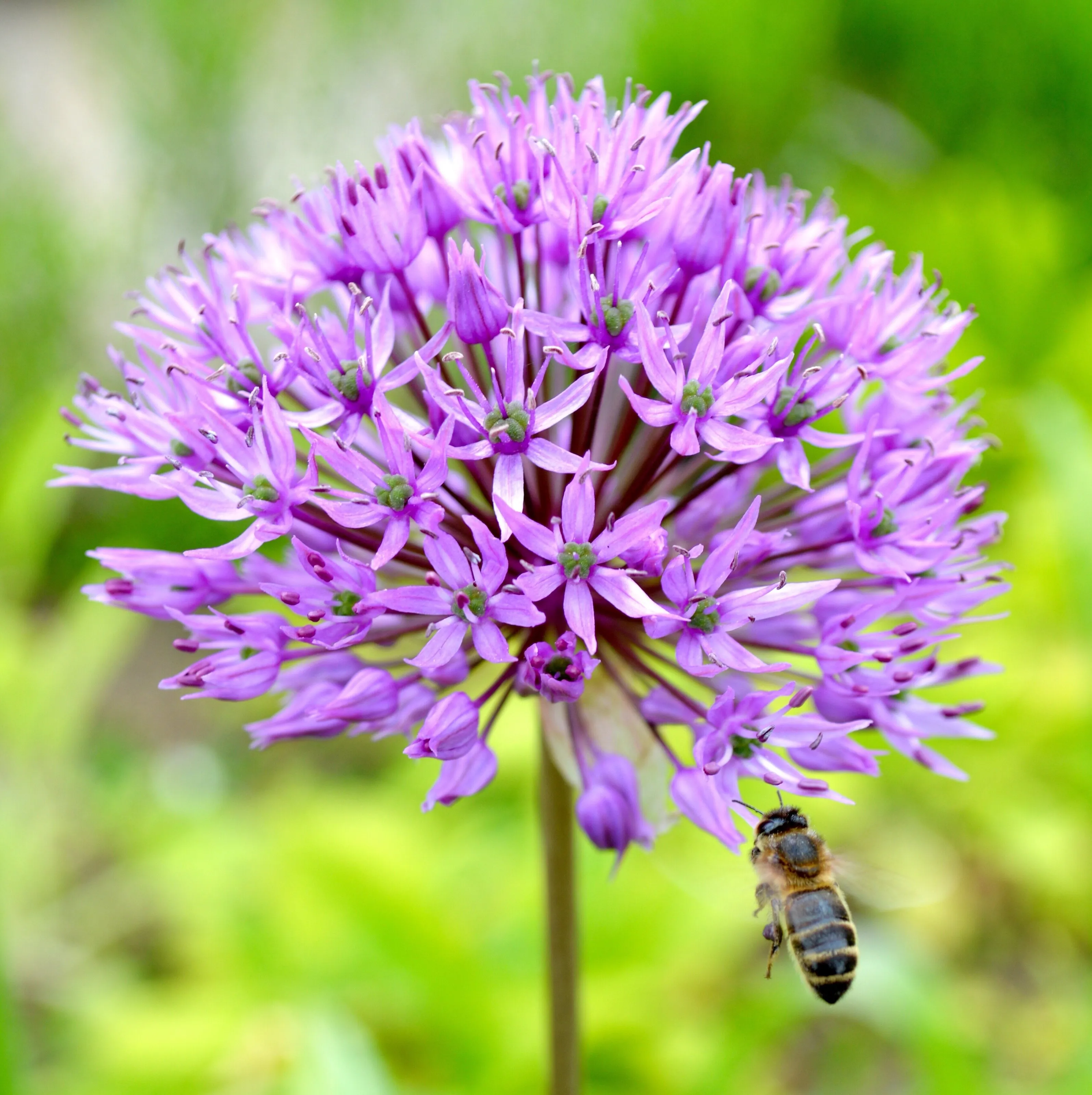 Bee in flight
