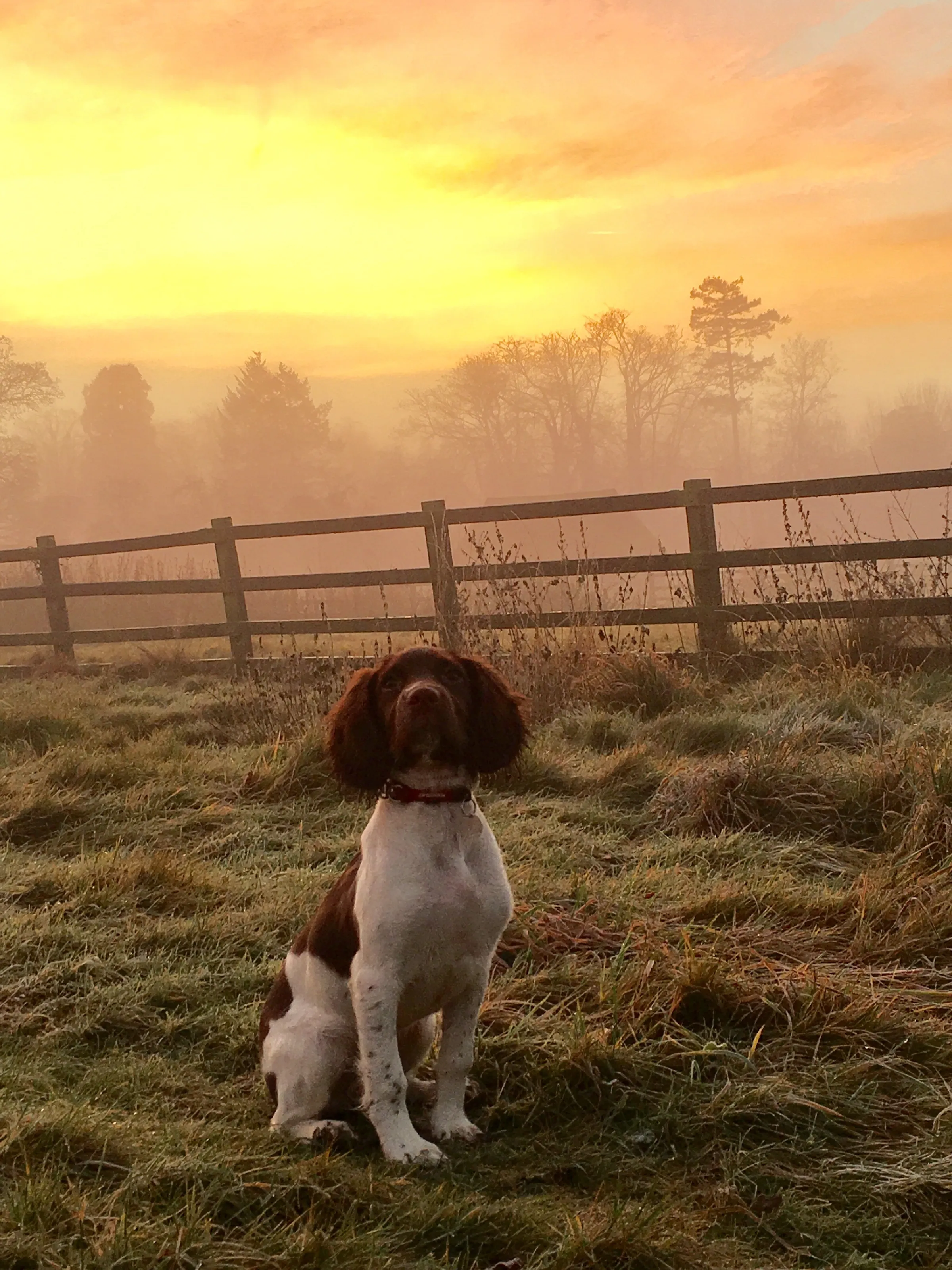Sunrise in the fog