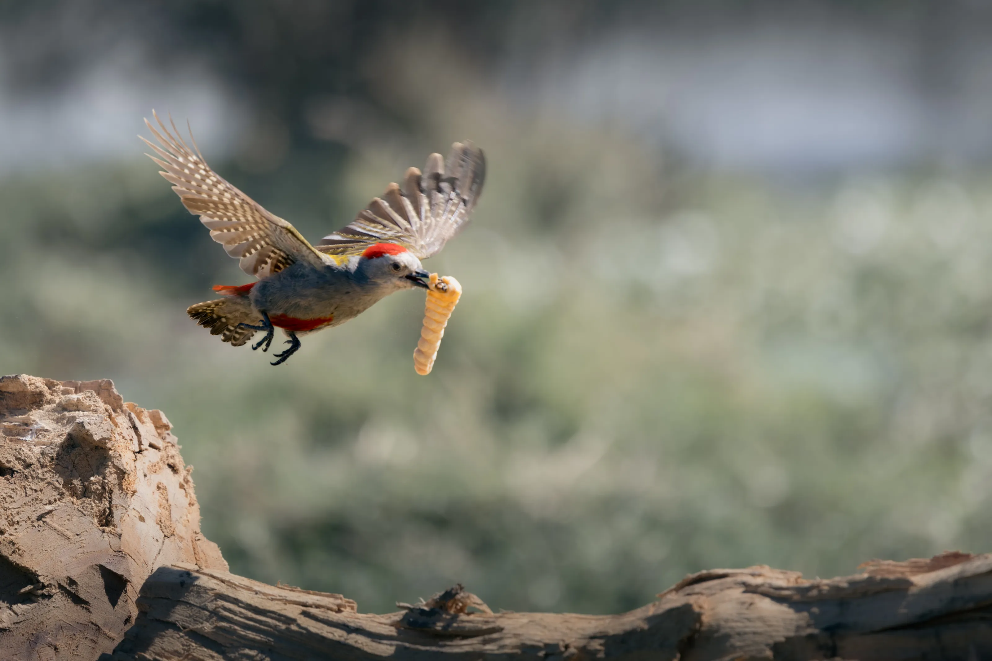 The early bird
