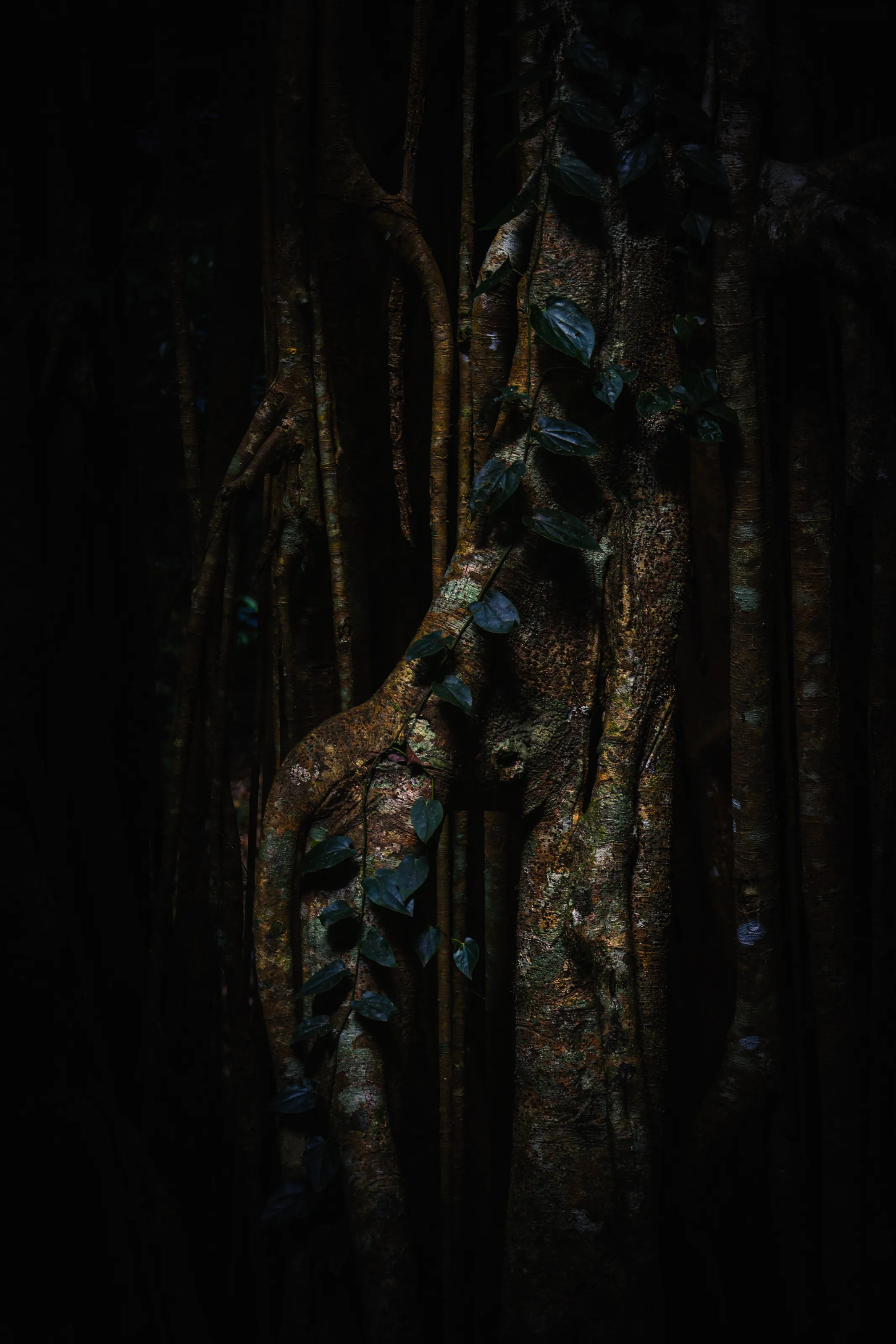 Veins of the Forest