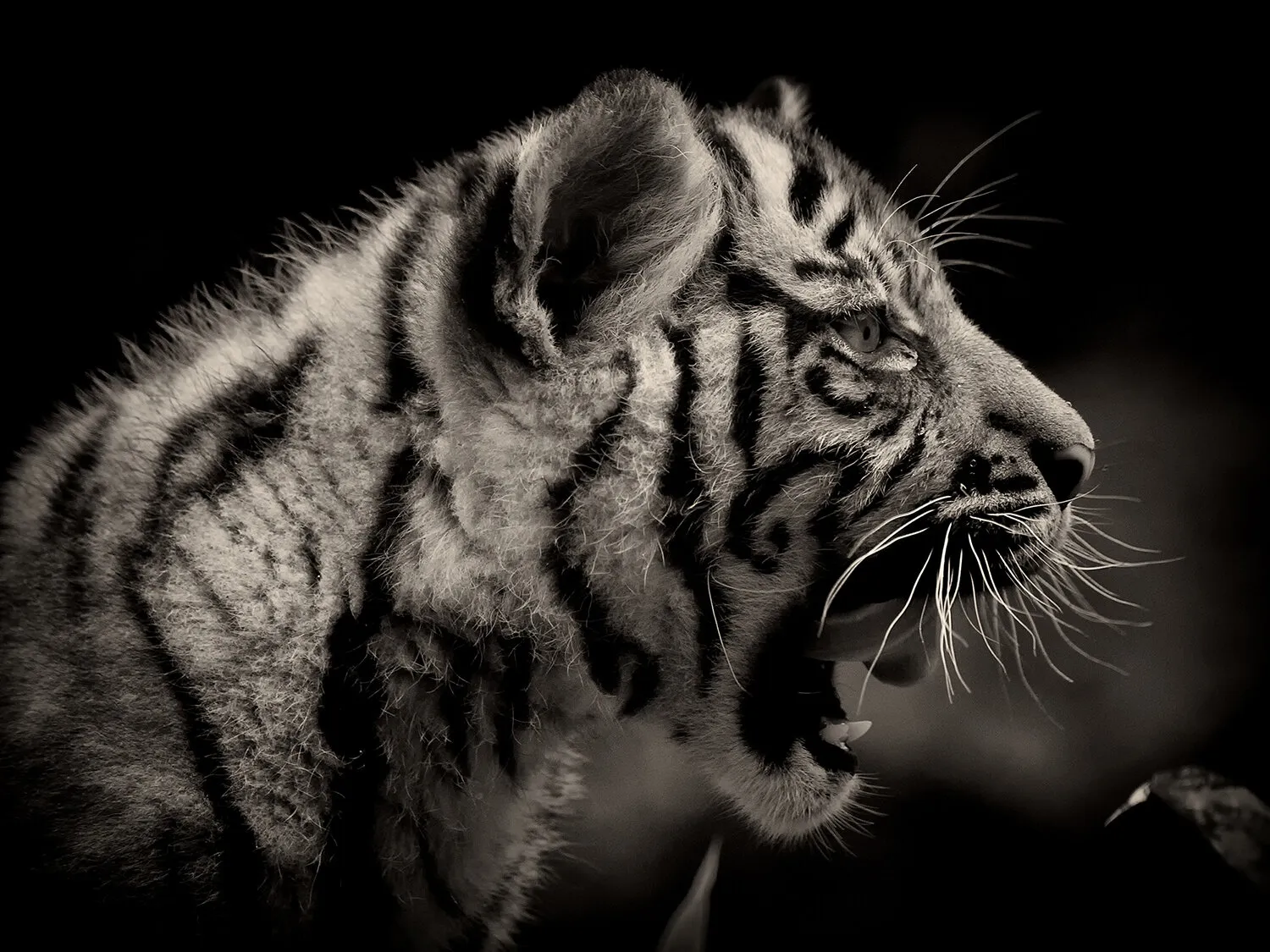 little snarl