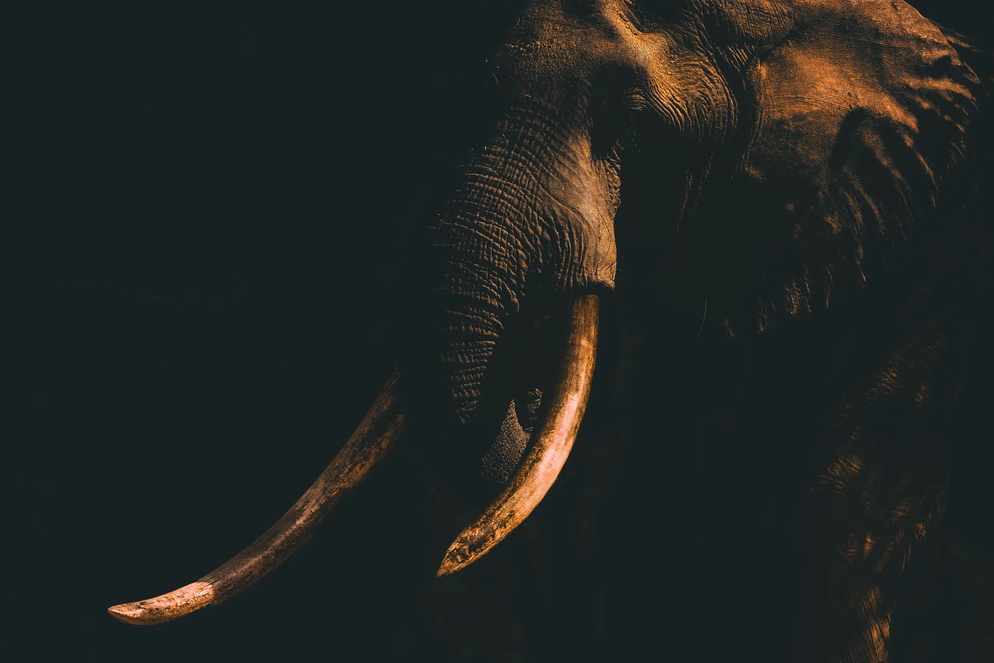 The golden bull
