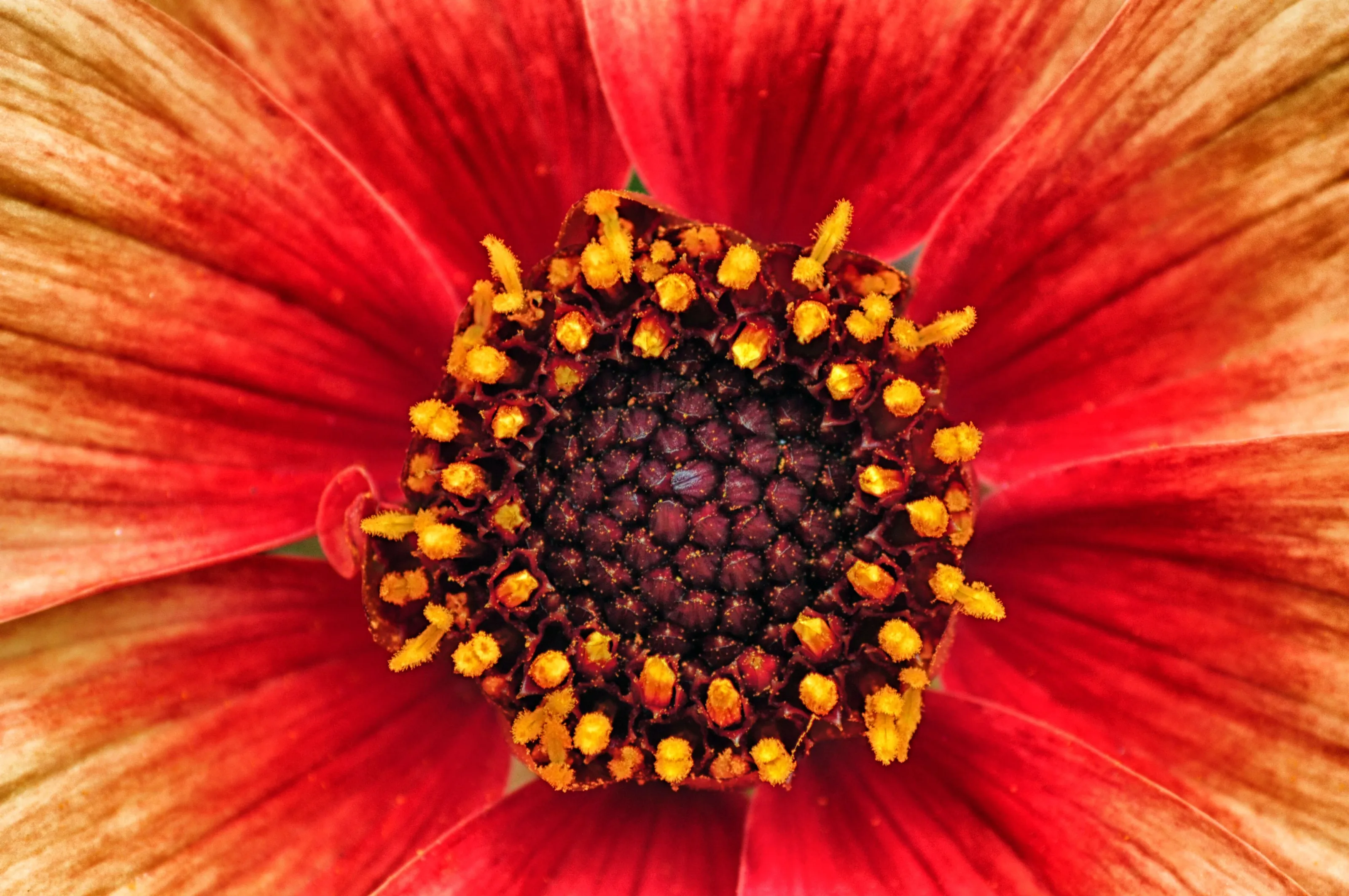 the heart of the flower