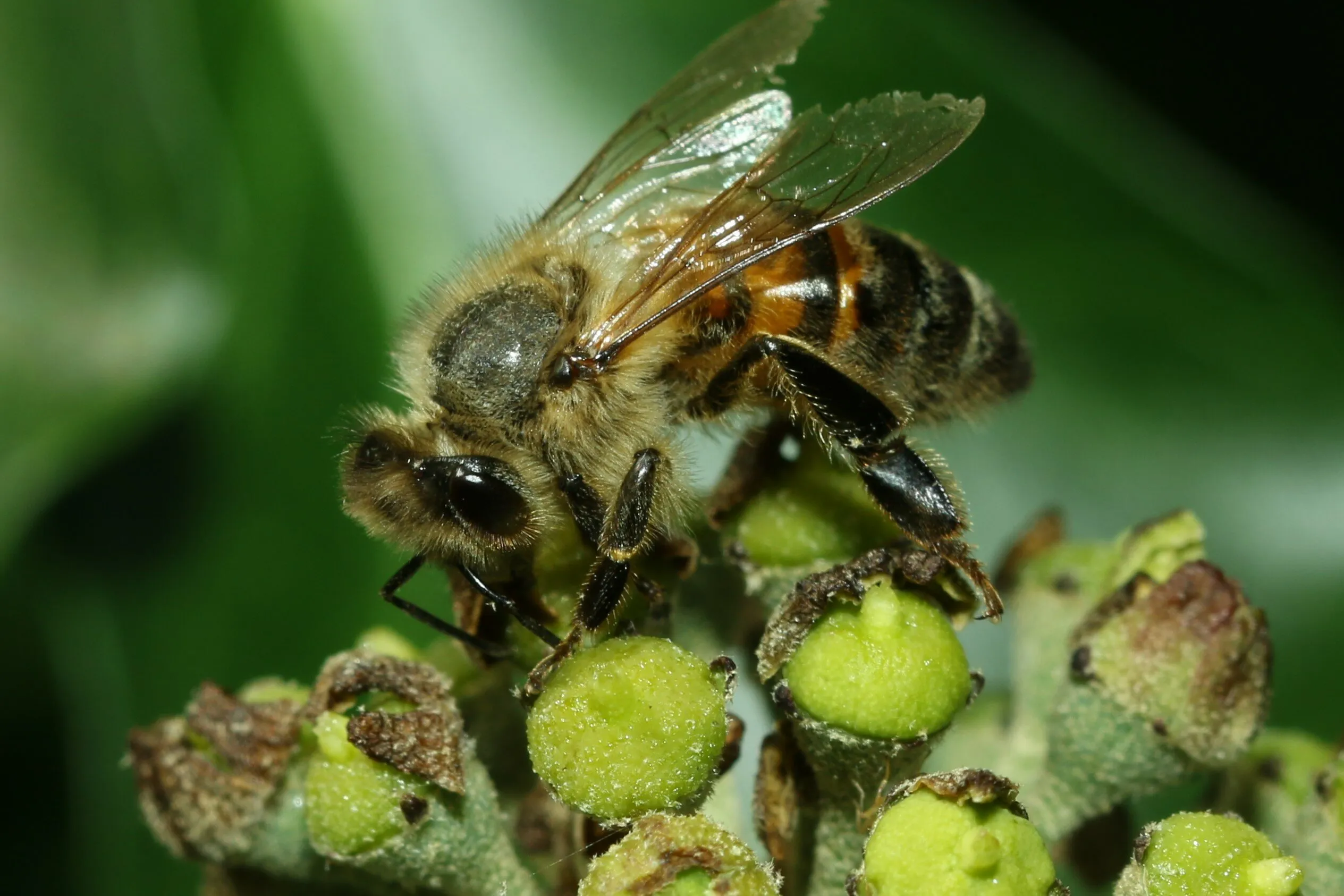Honey bee