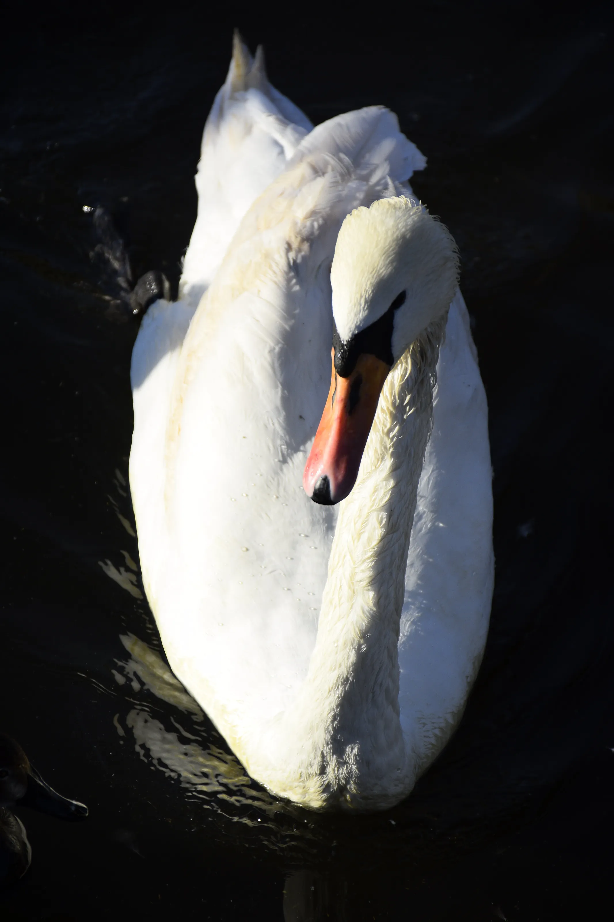 swan