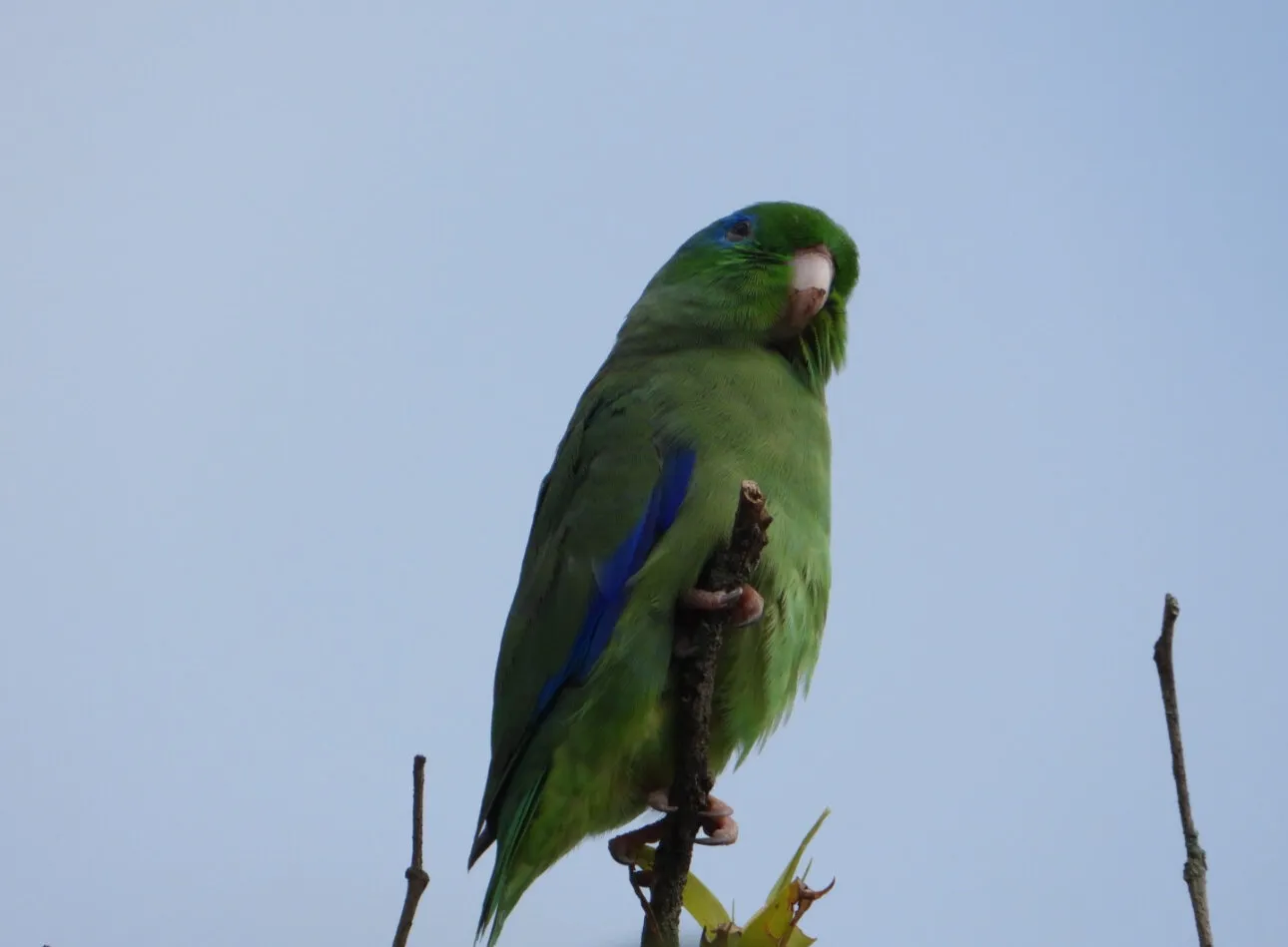 Bird