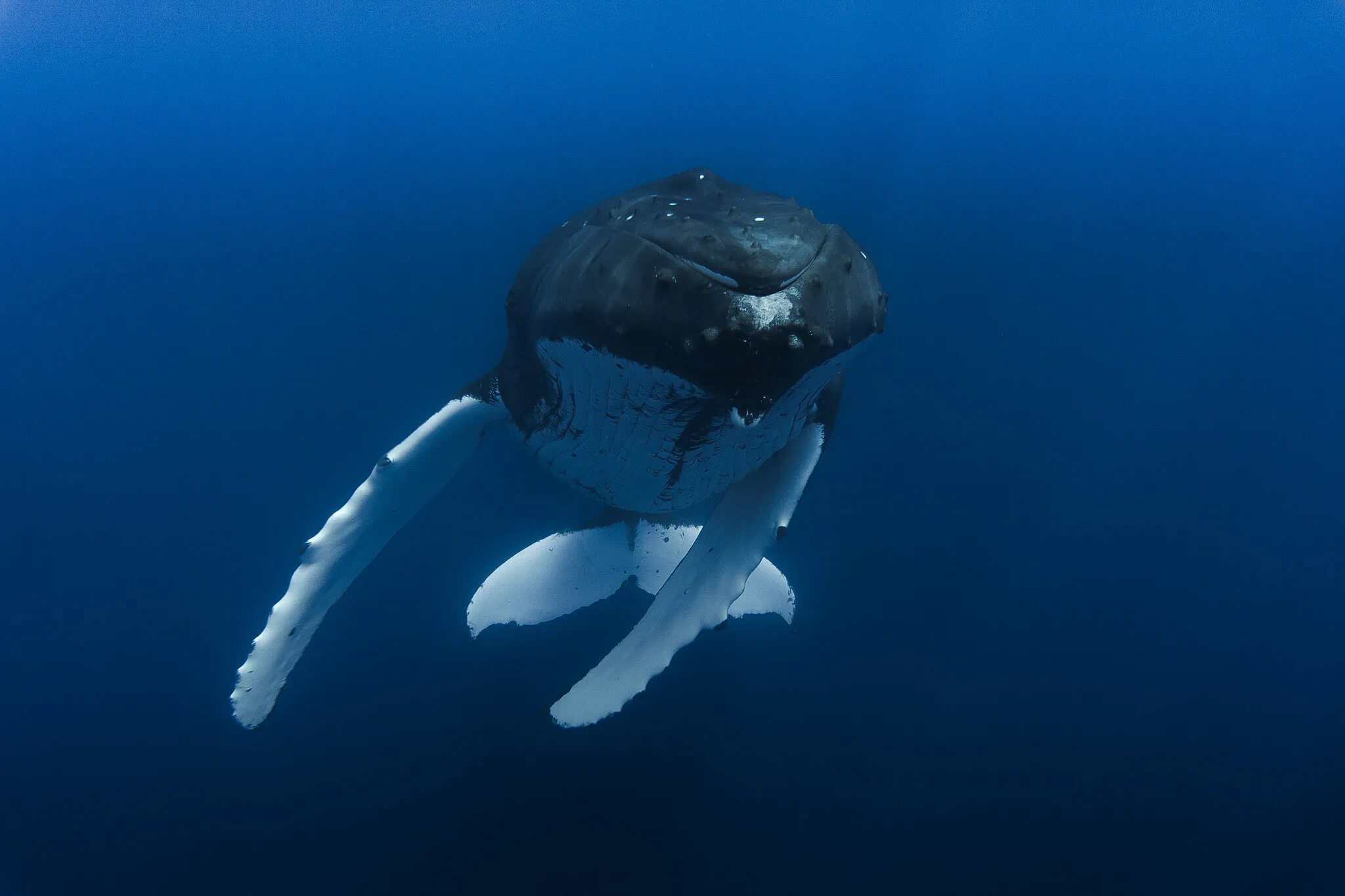From the Depths
