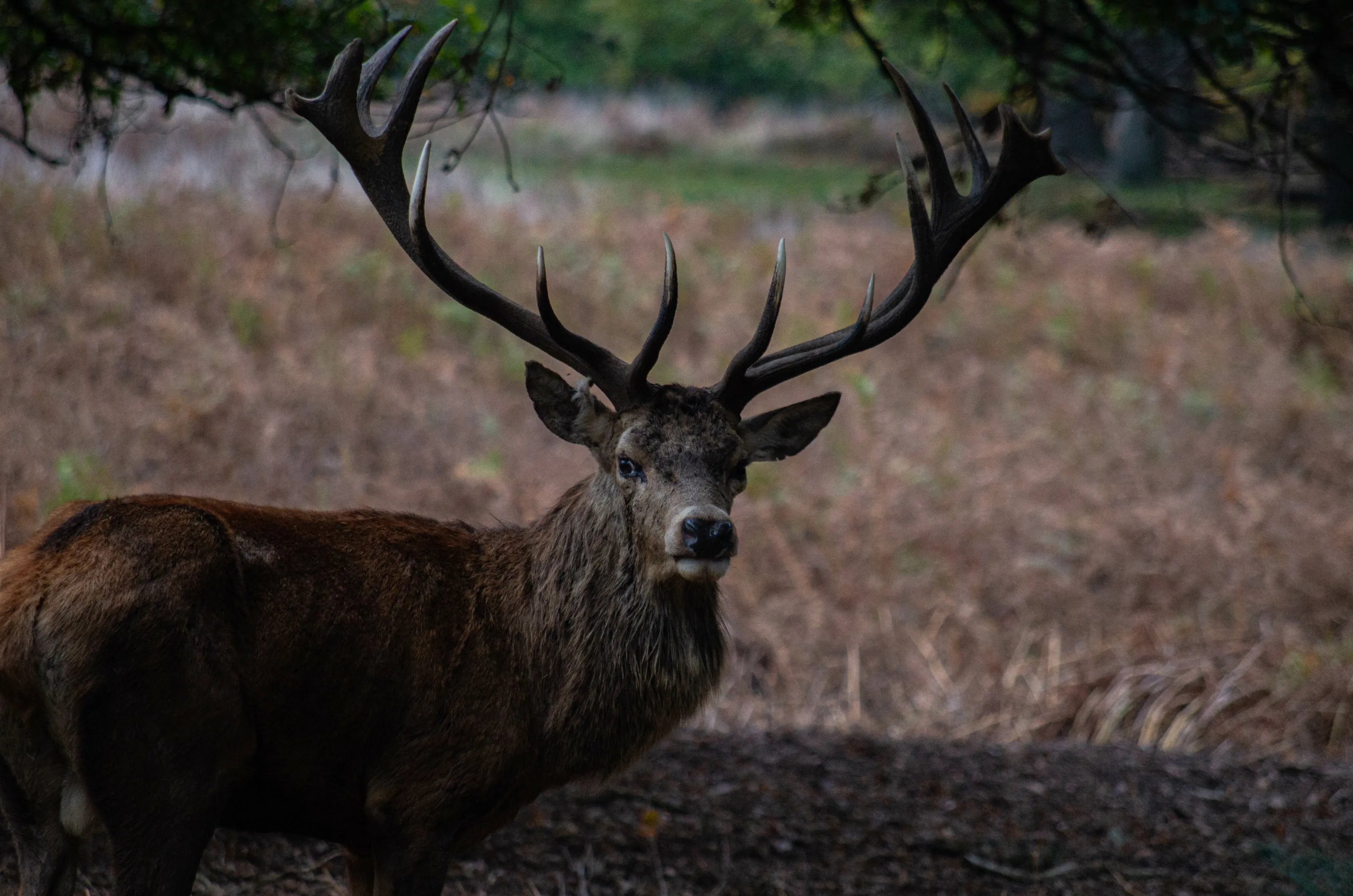The old Buck