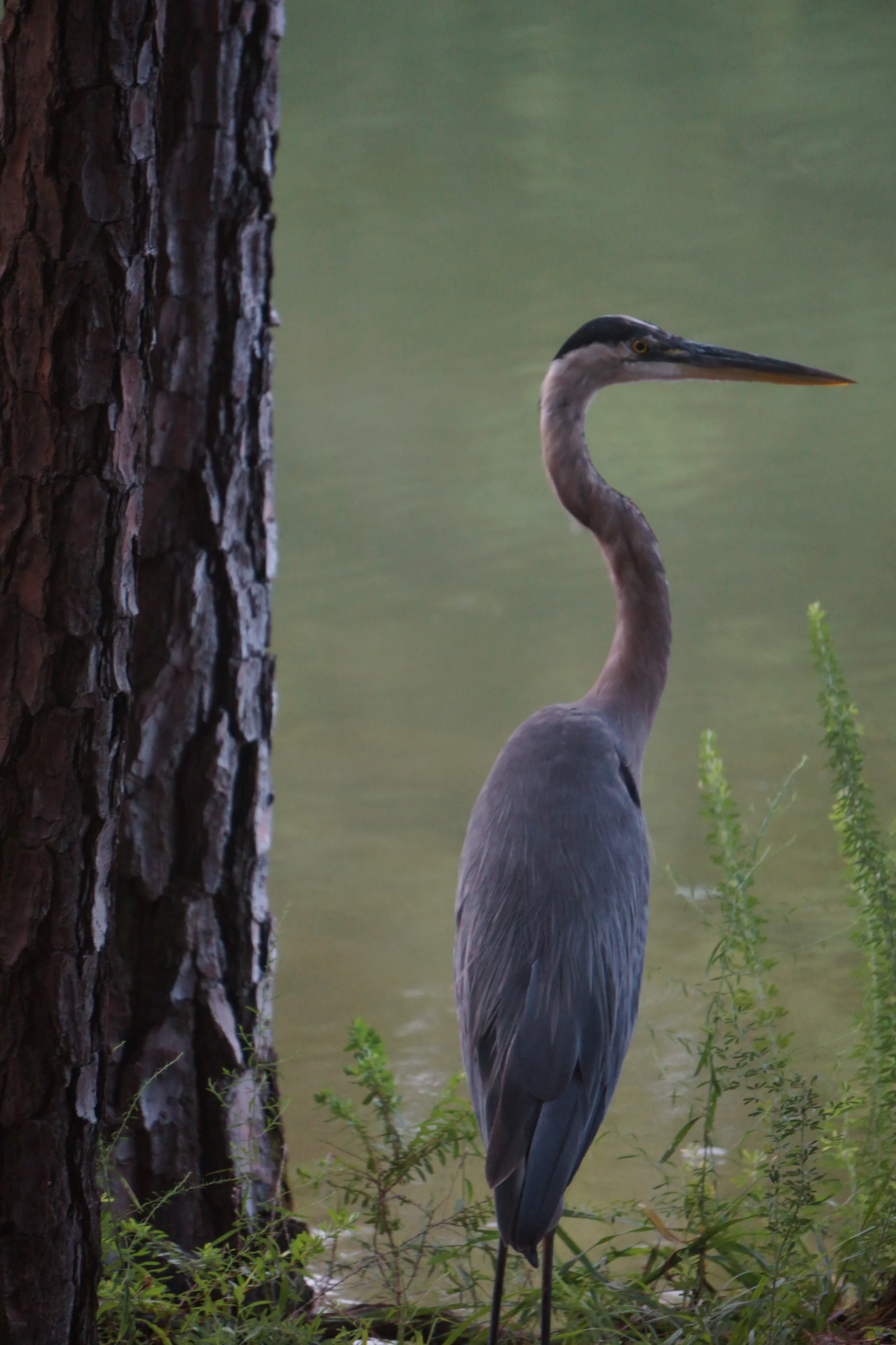 The Blue Heron