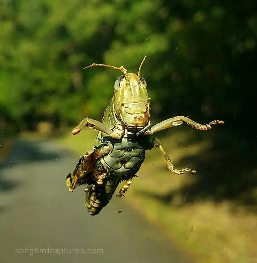 Happy Passenger