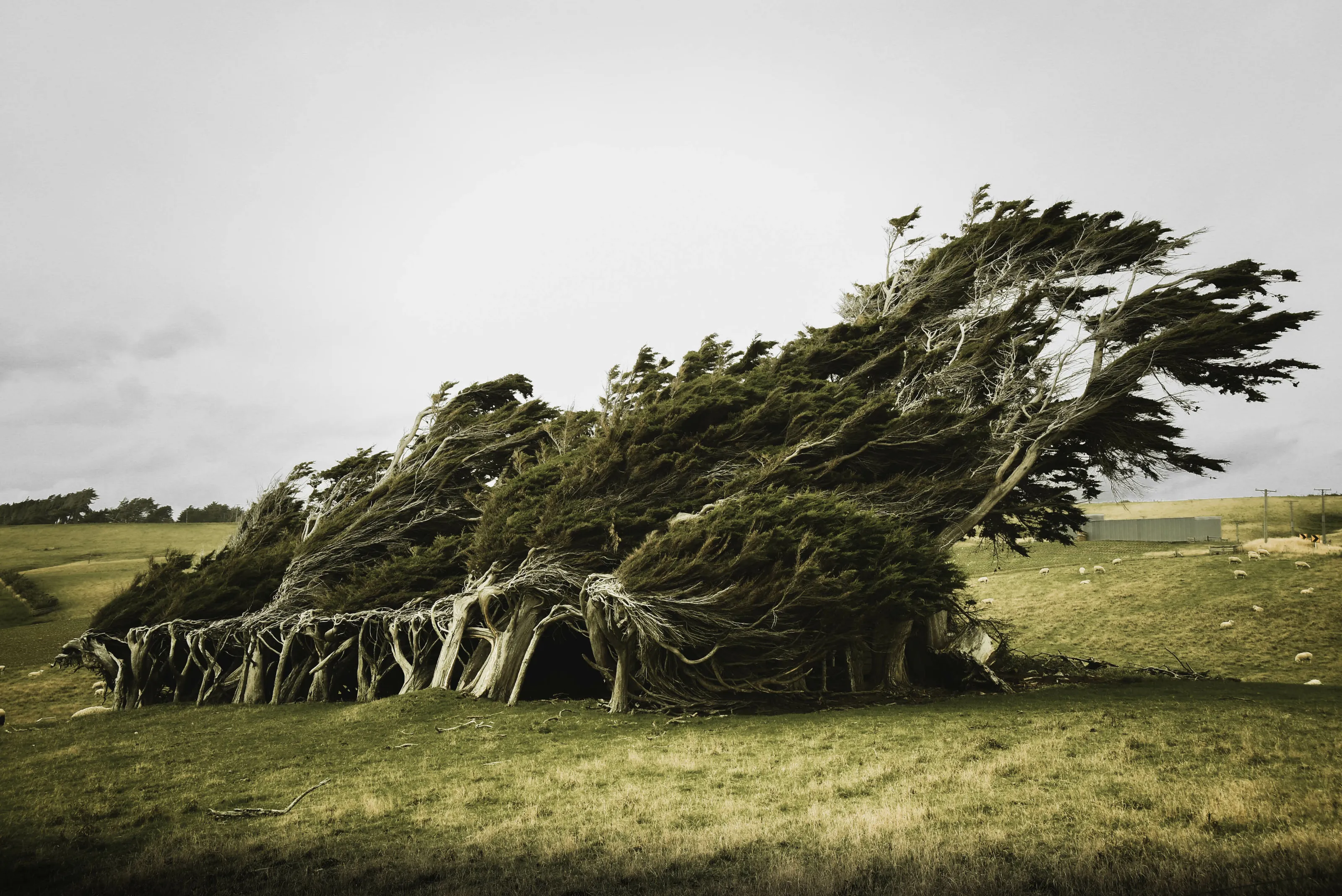 The power of Tāwhirimātea