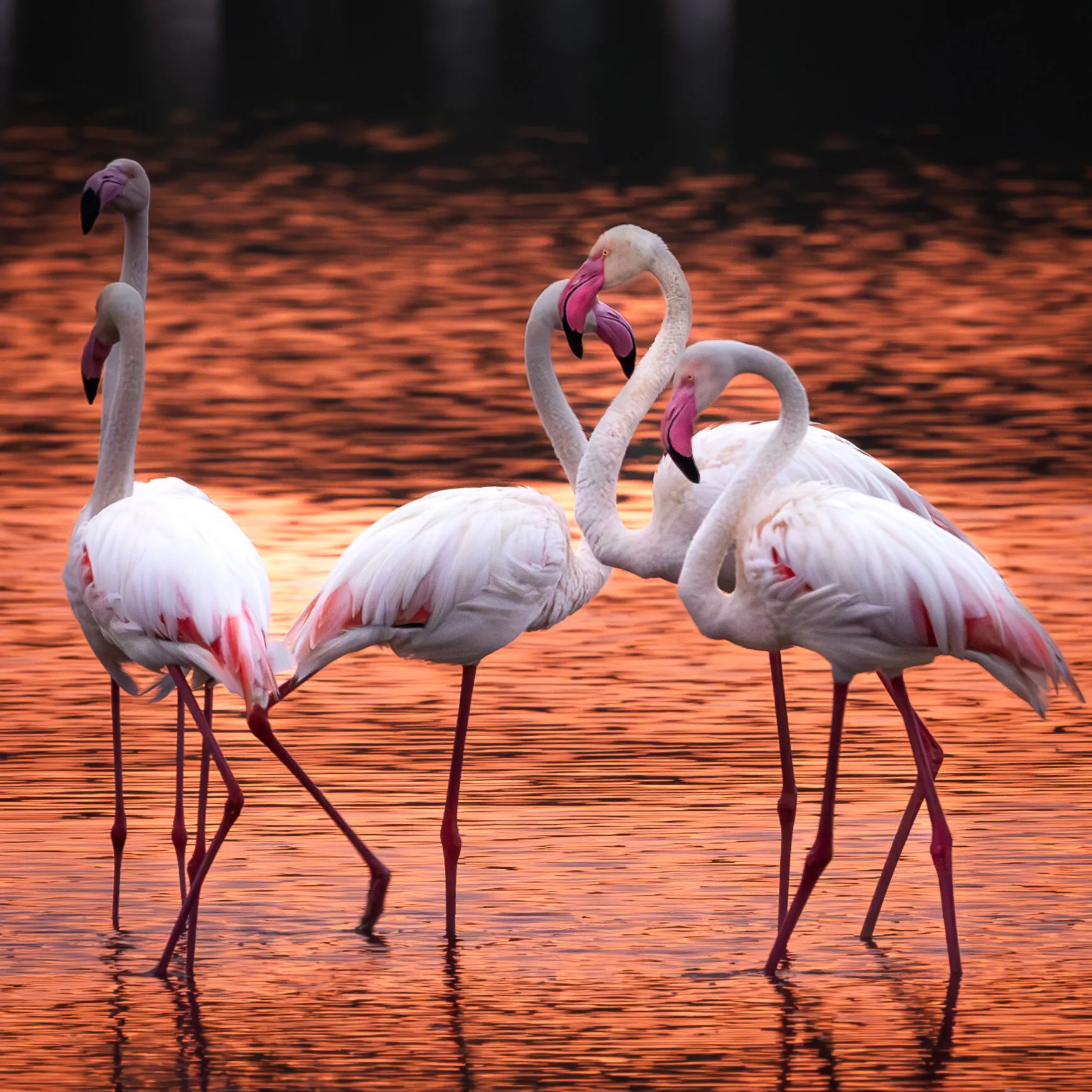 Flamingos
