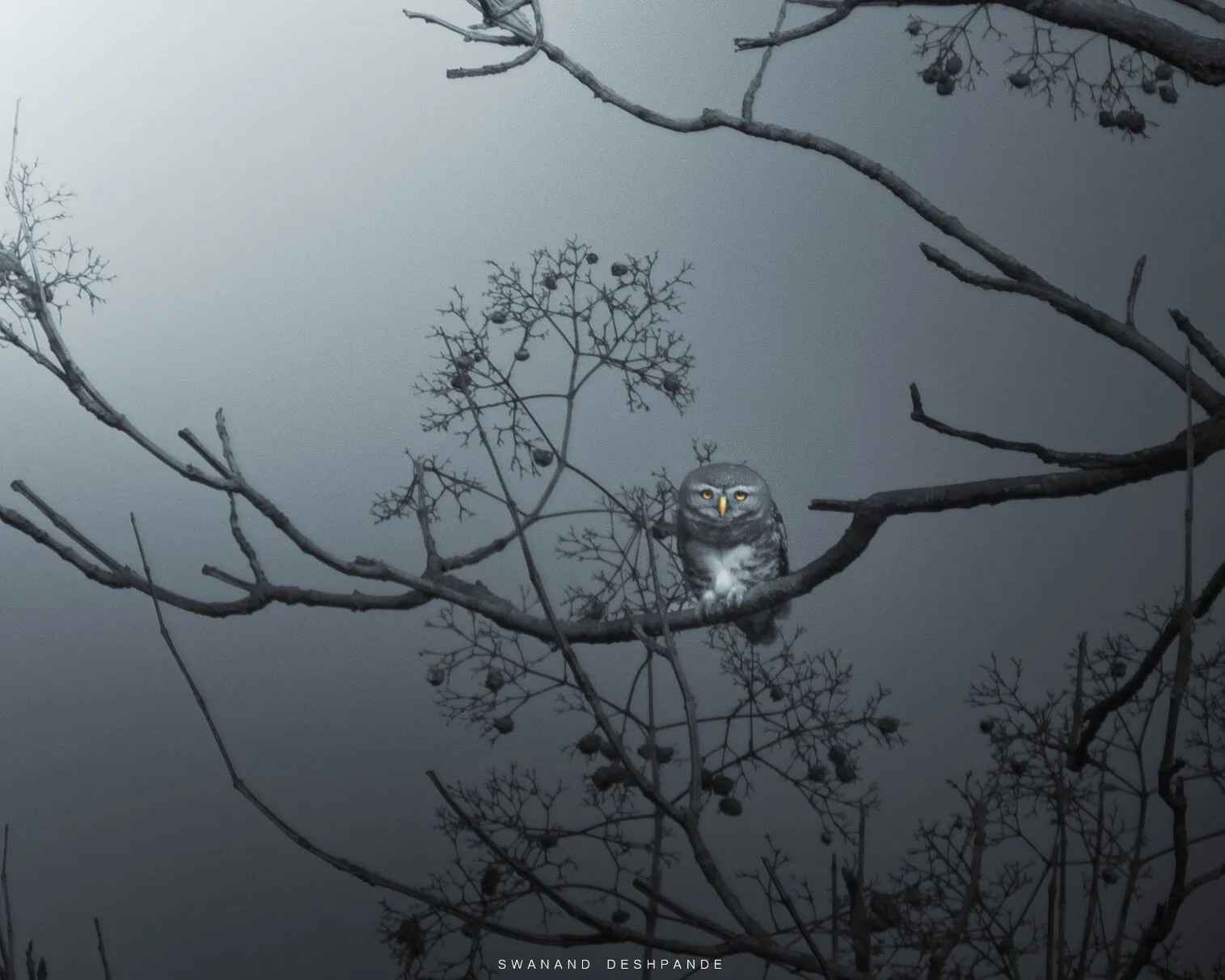 The Eyes of the Dying Sun