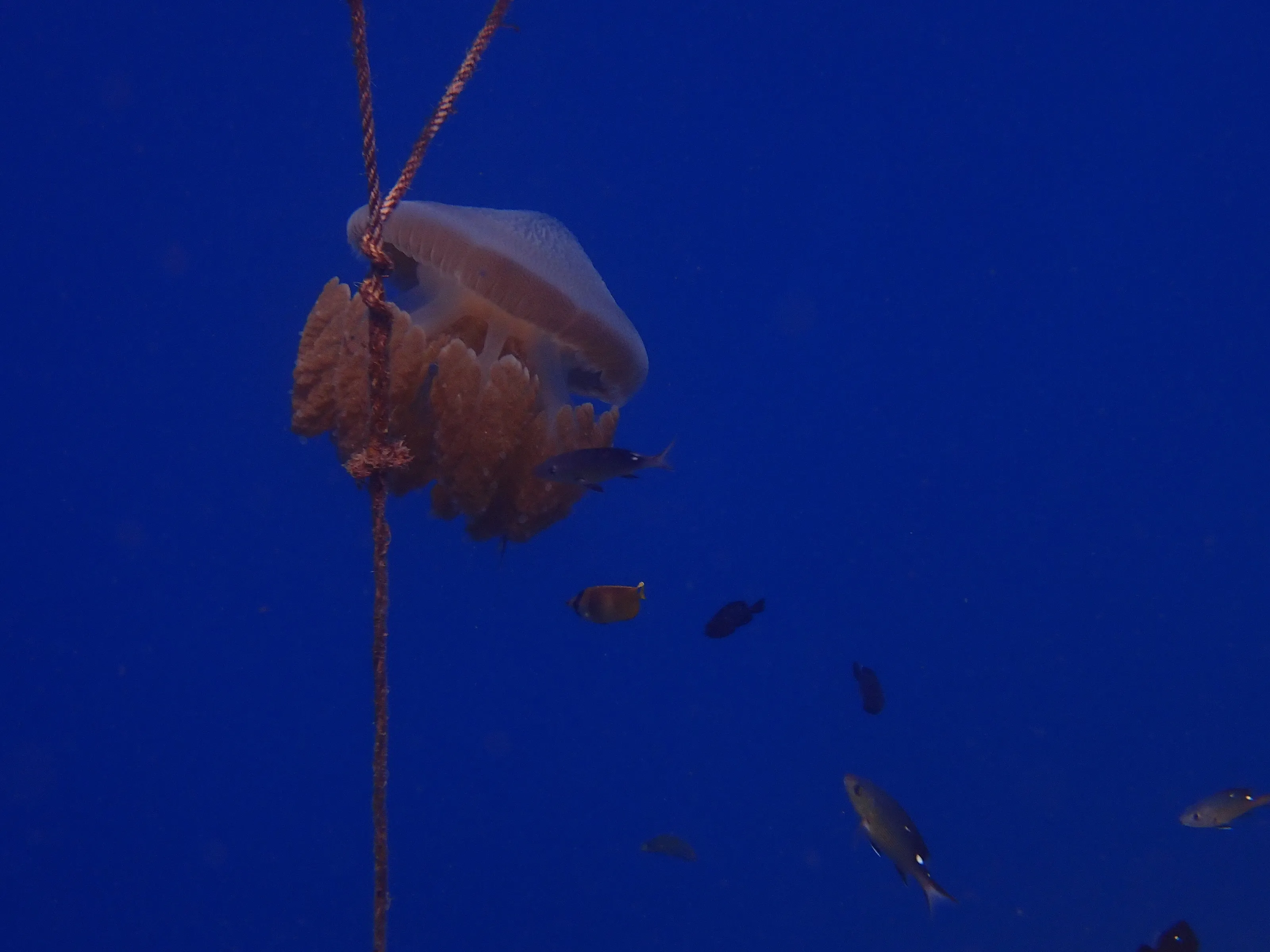 Jellyfish in the deep blue