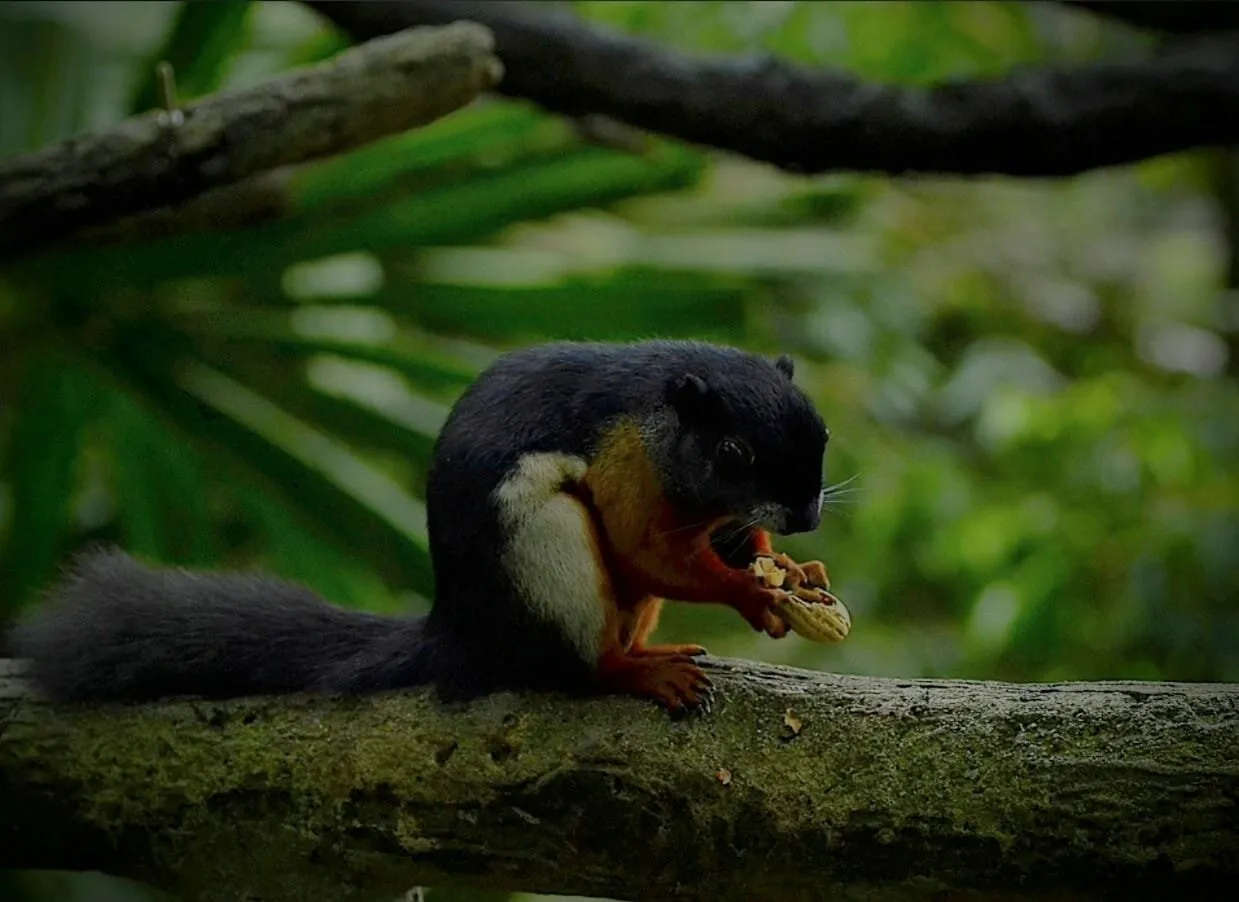 The Squirrel nibble