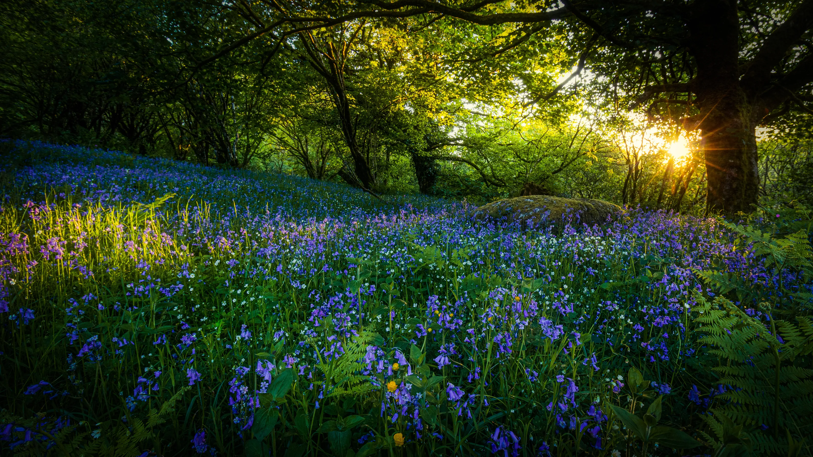 Shining Light
