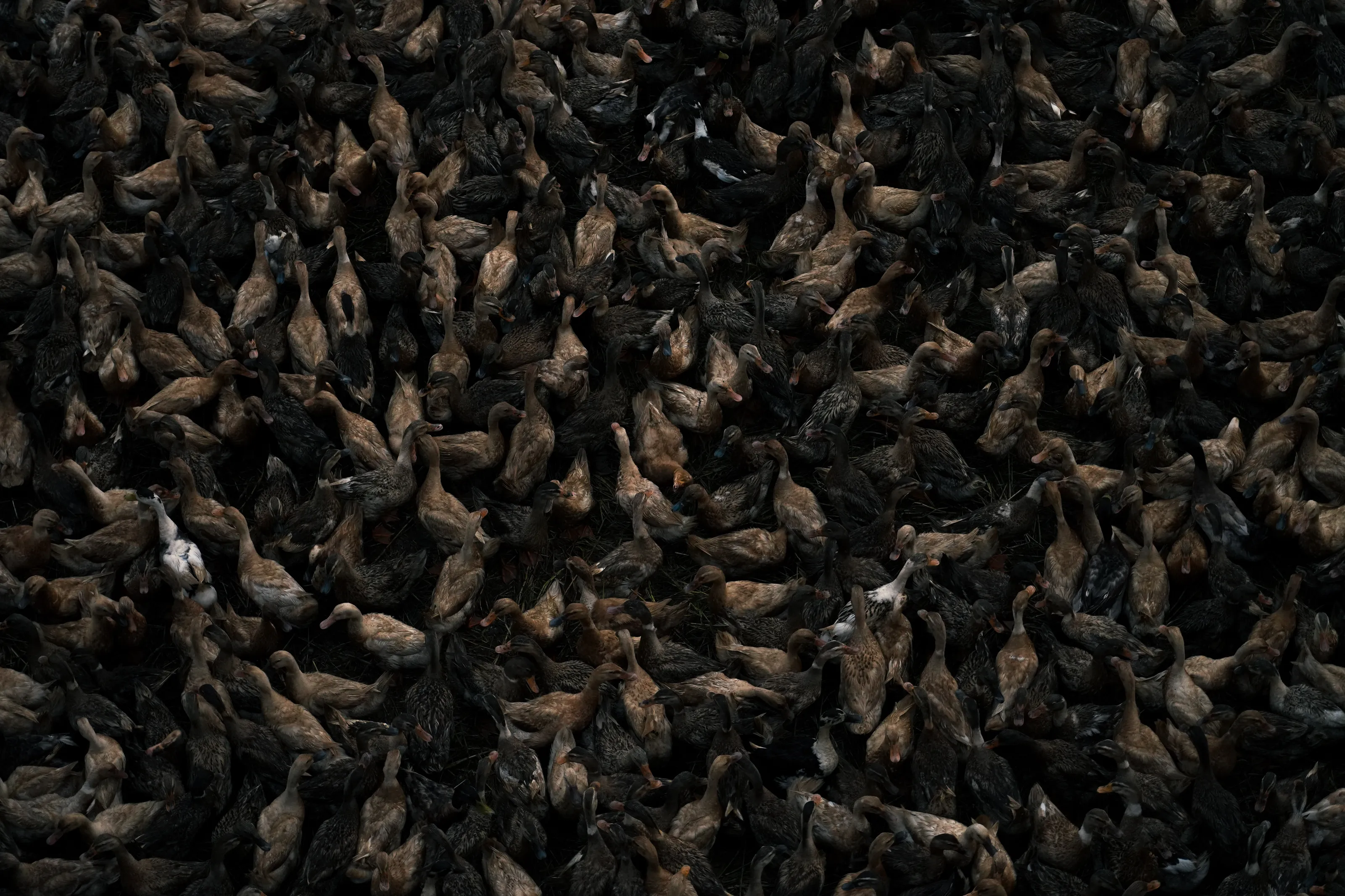 Ducks in a rush