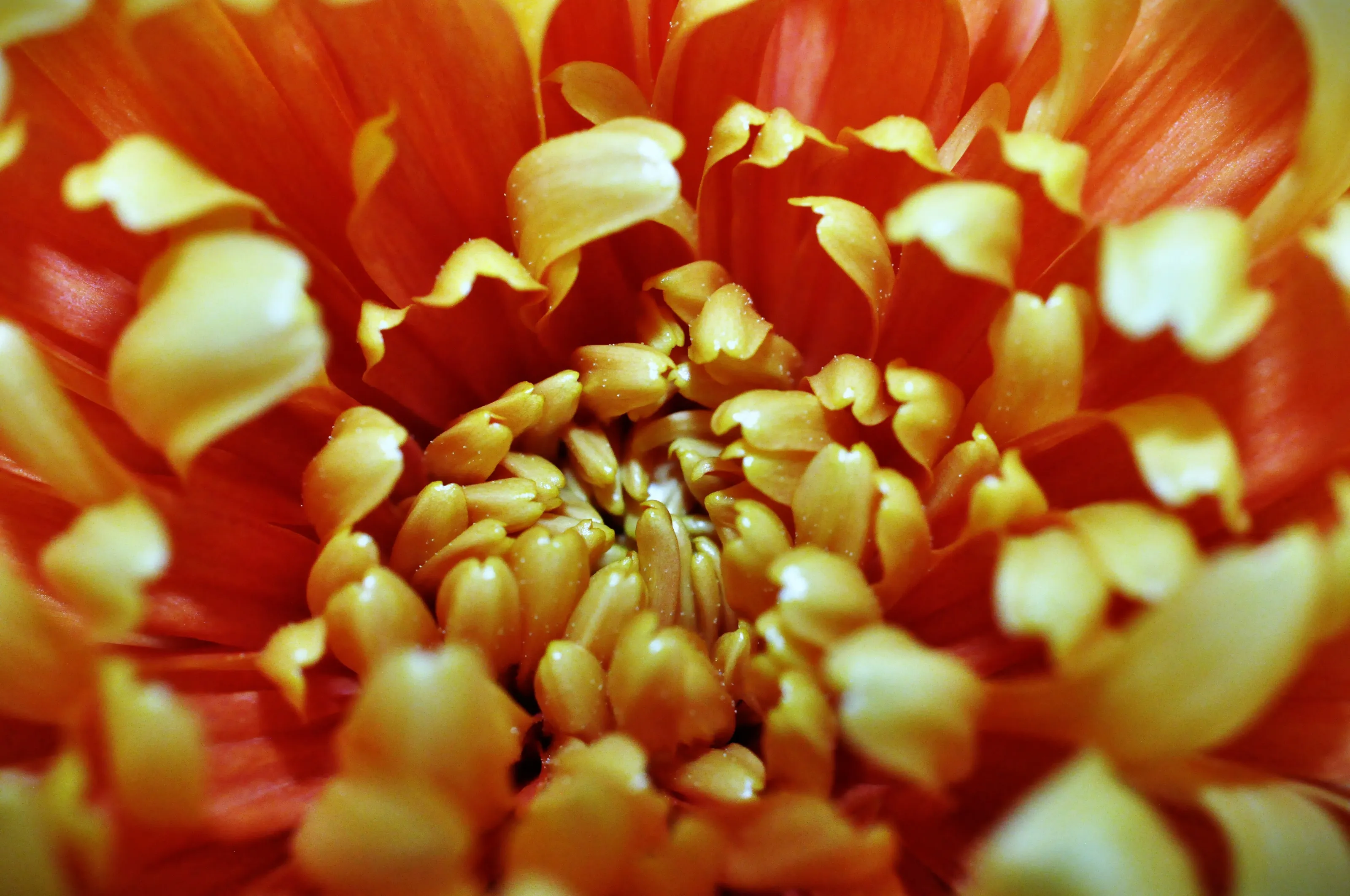 Macro Flower