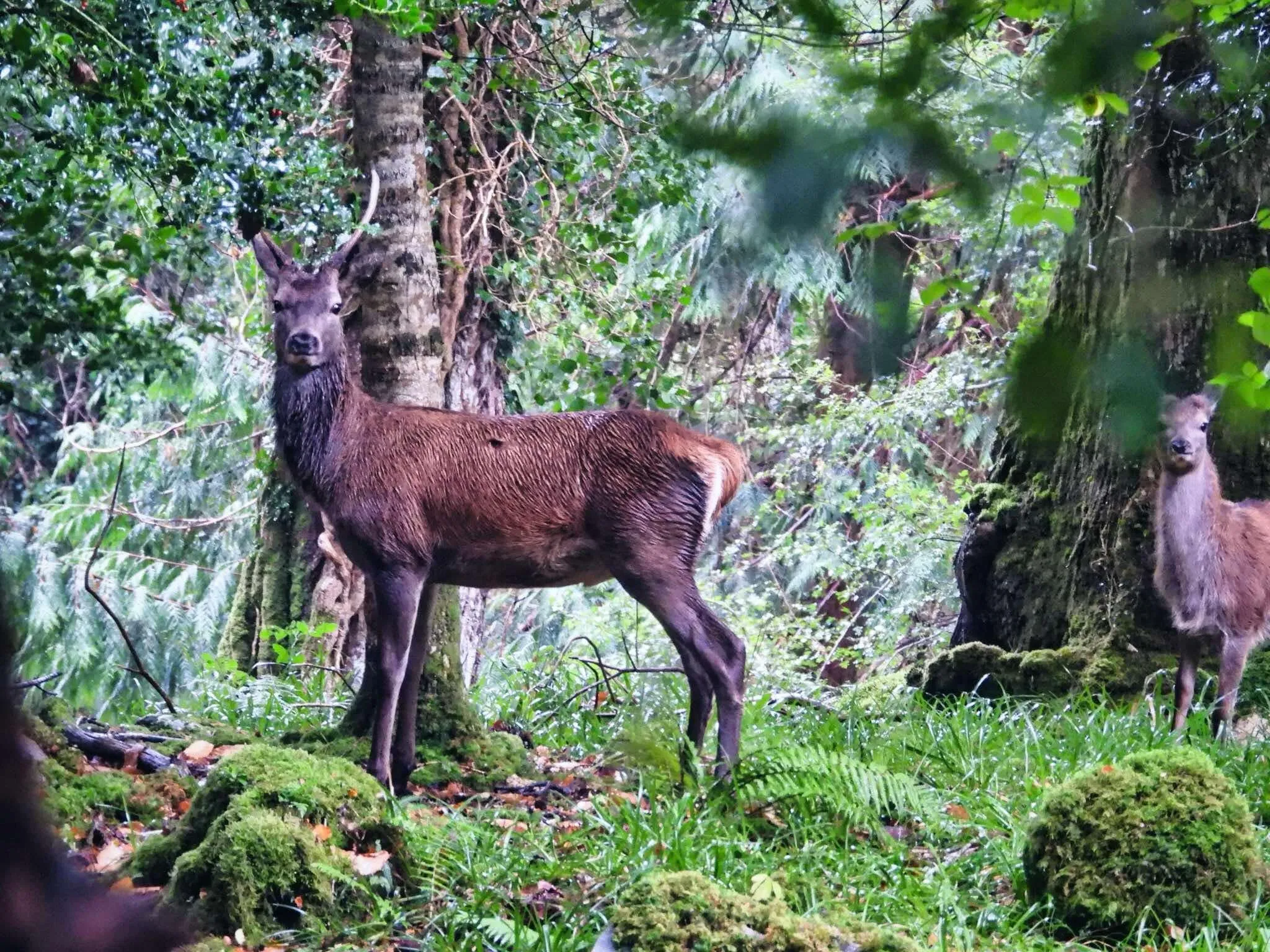Killarney national park . Red deer