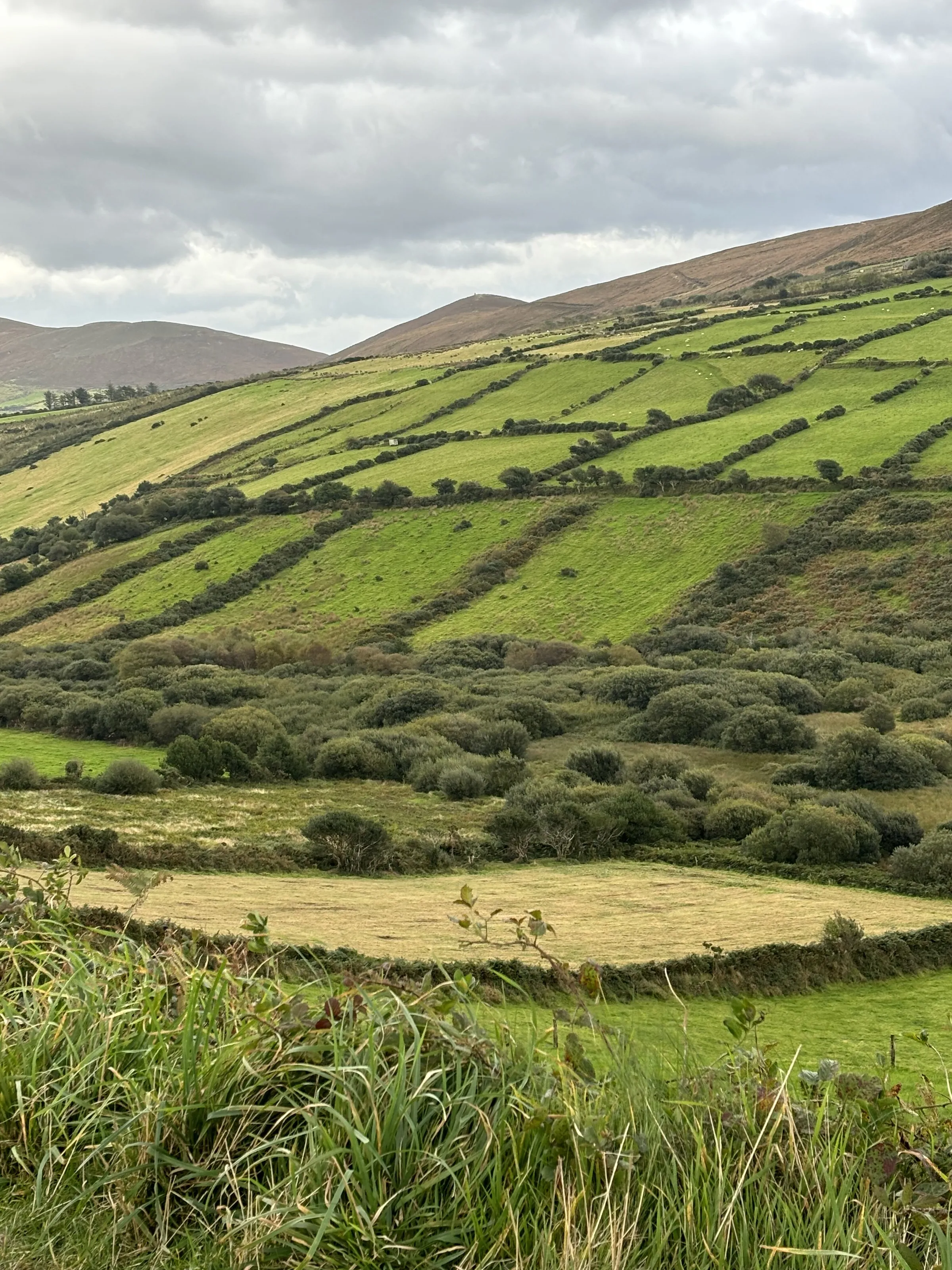 Green pastures