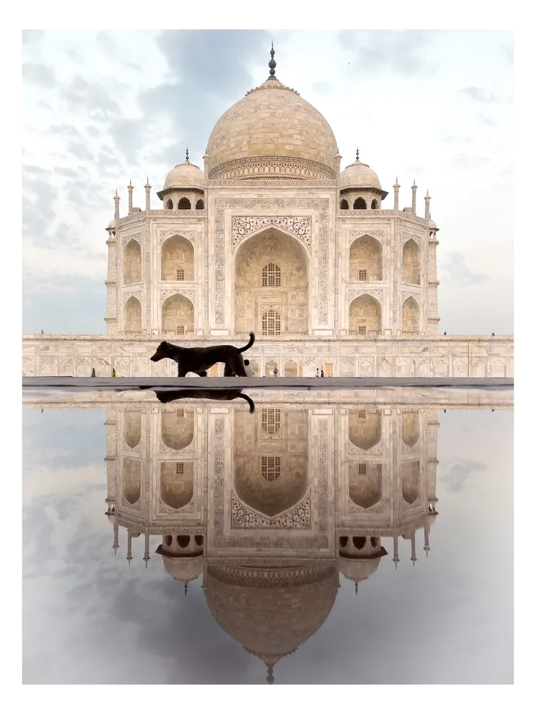 Taj Mahal reflection with a visiting dog .