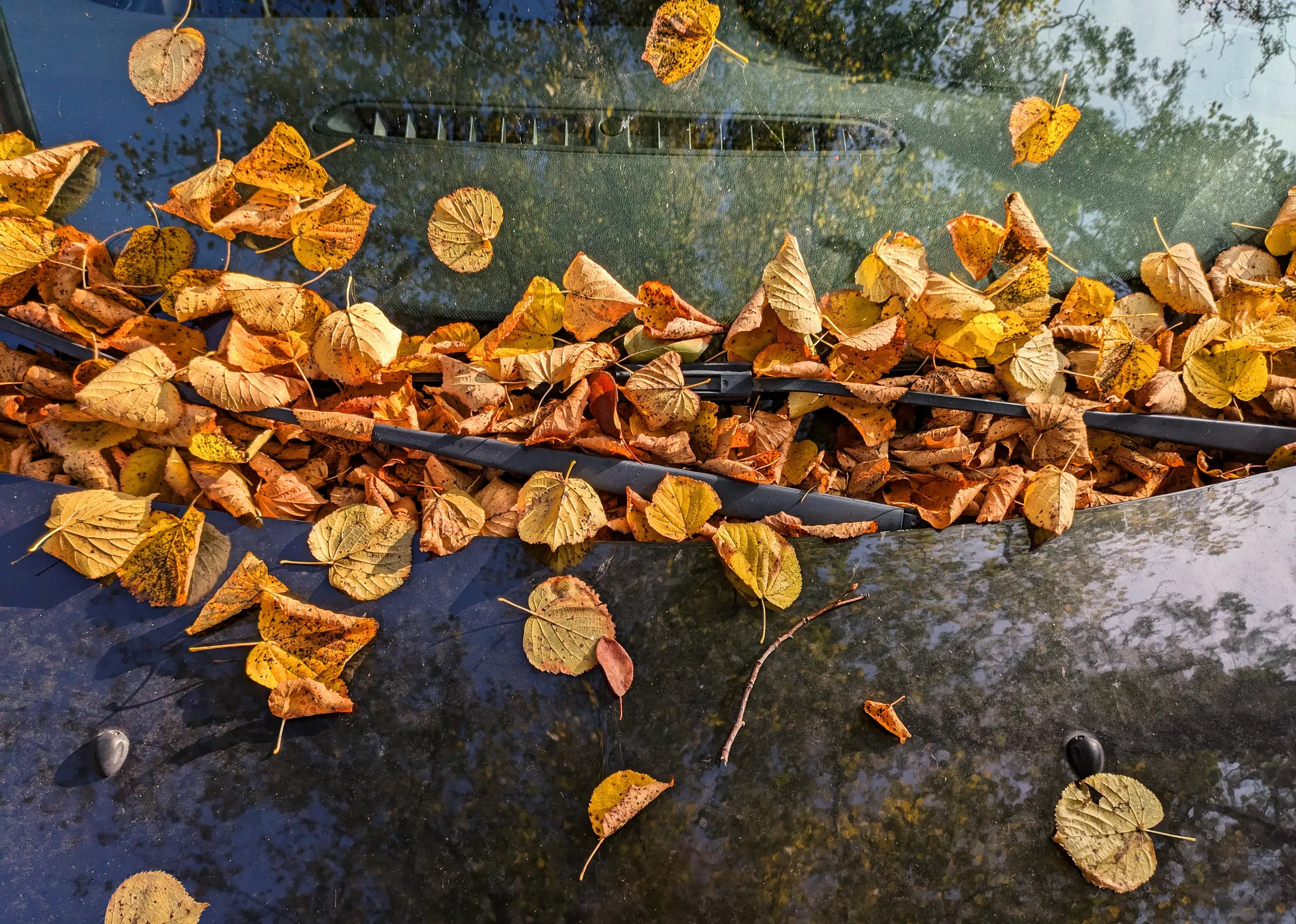 • Car — Autumn Bonnet •