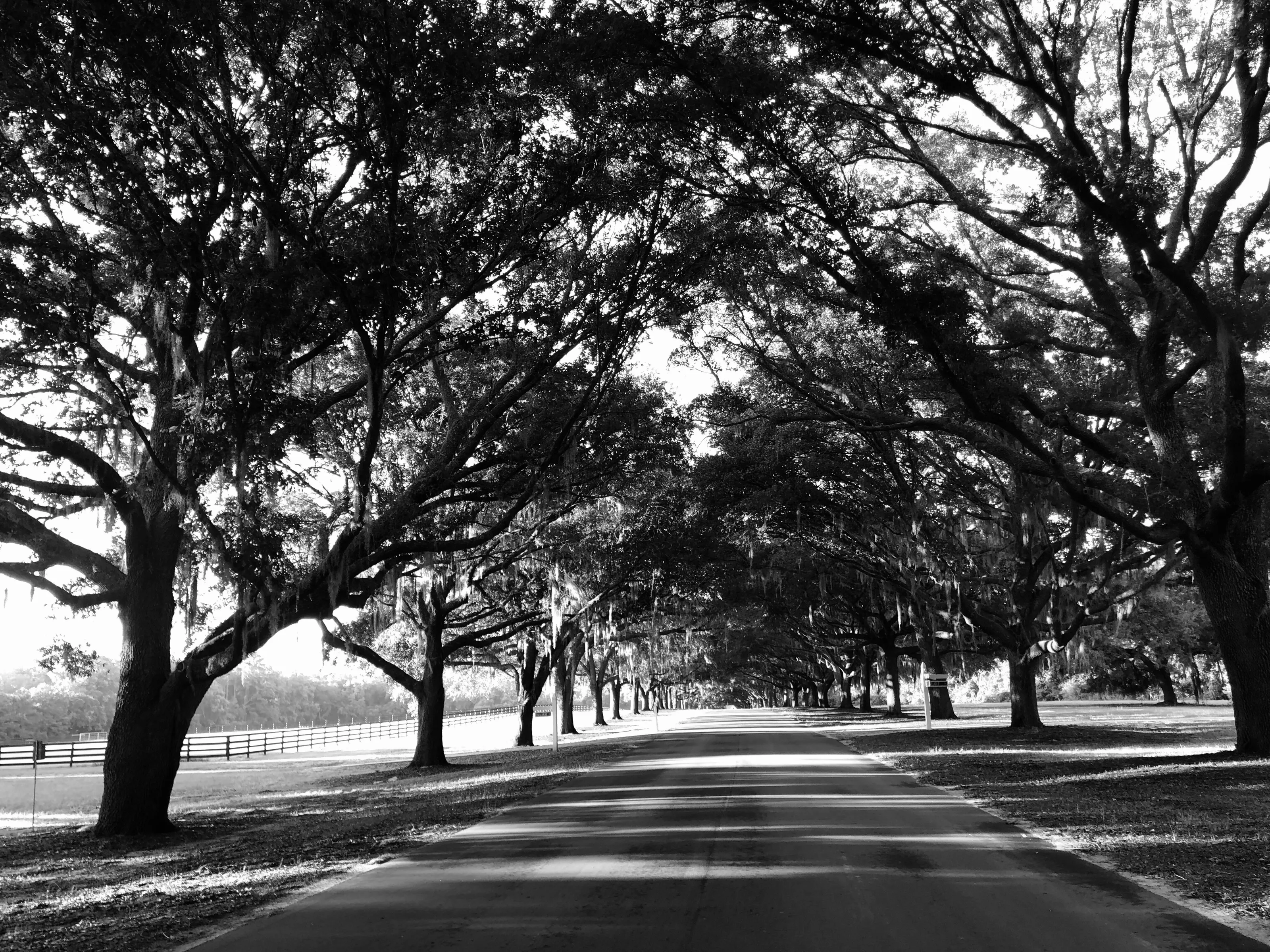 Under the Oaks