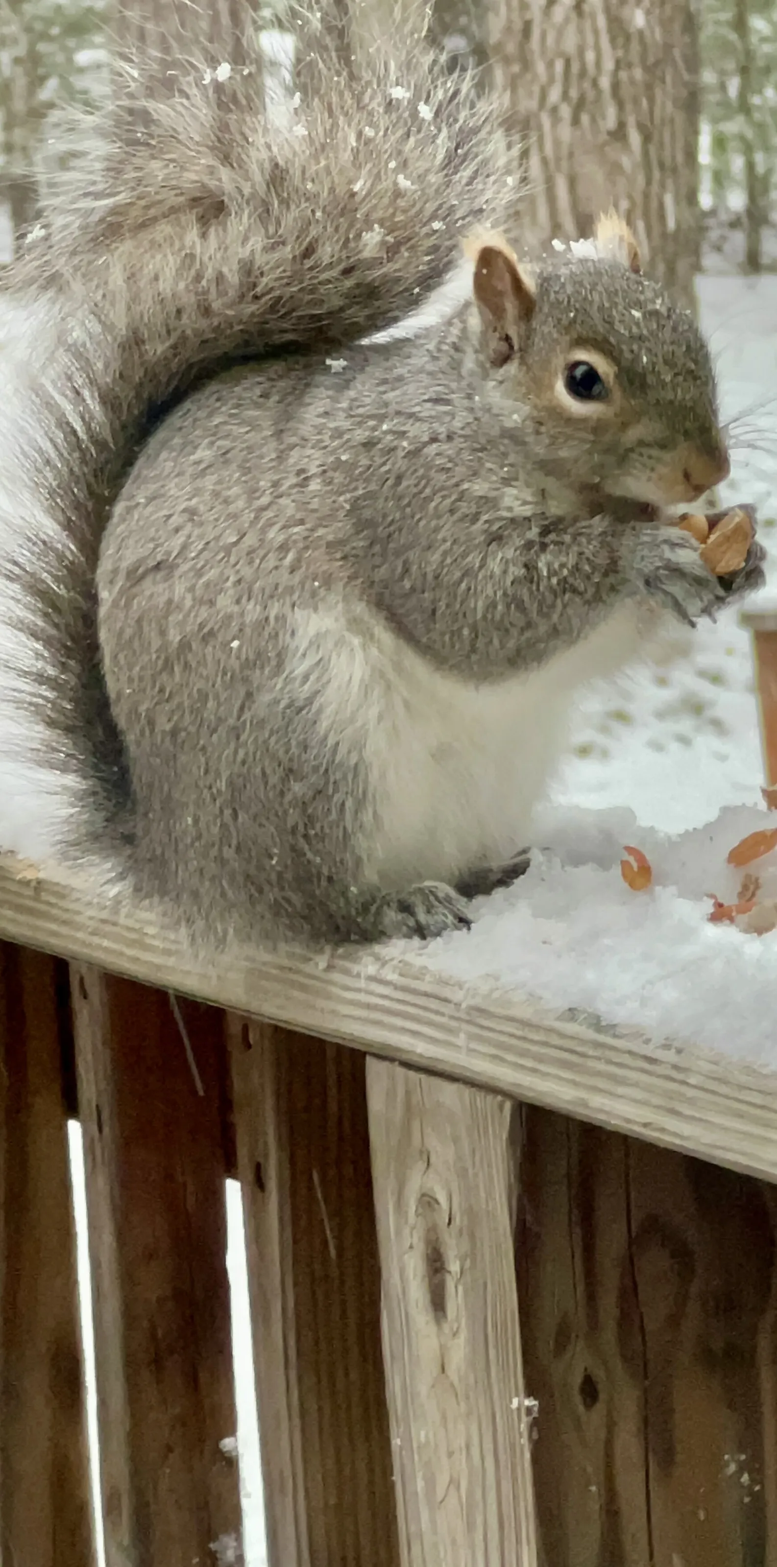 Winter Squirrel