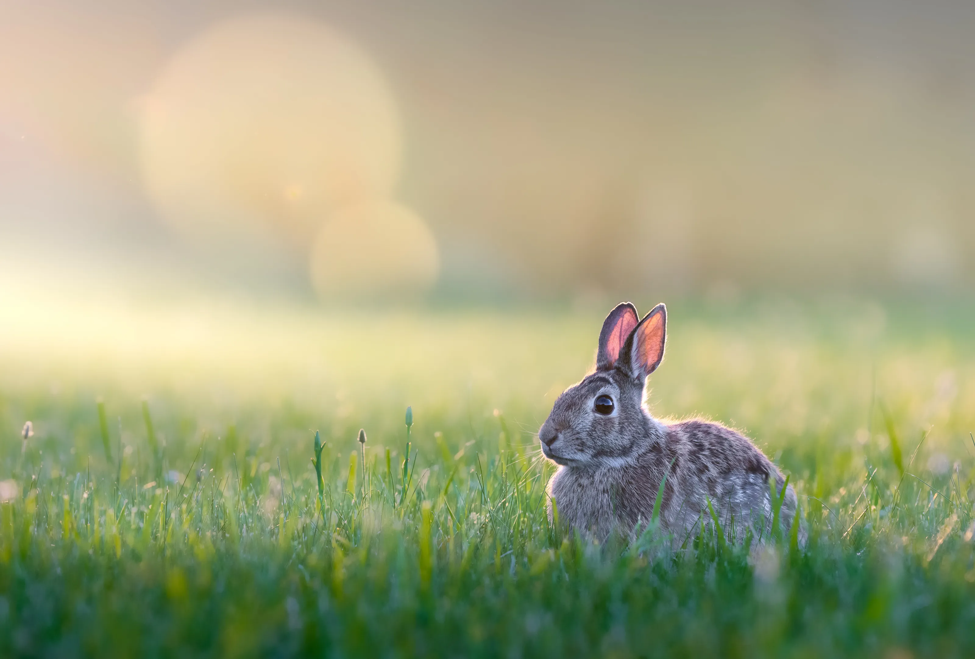 rabbit