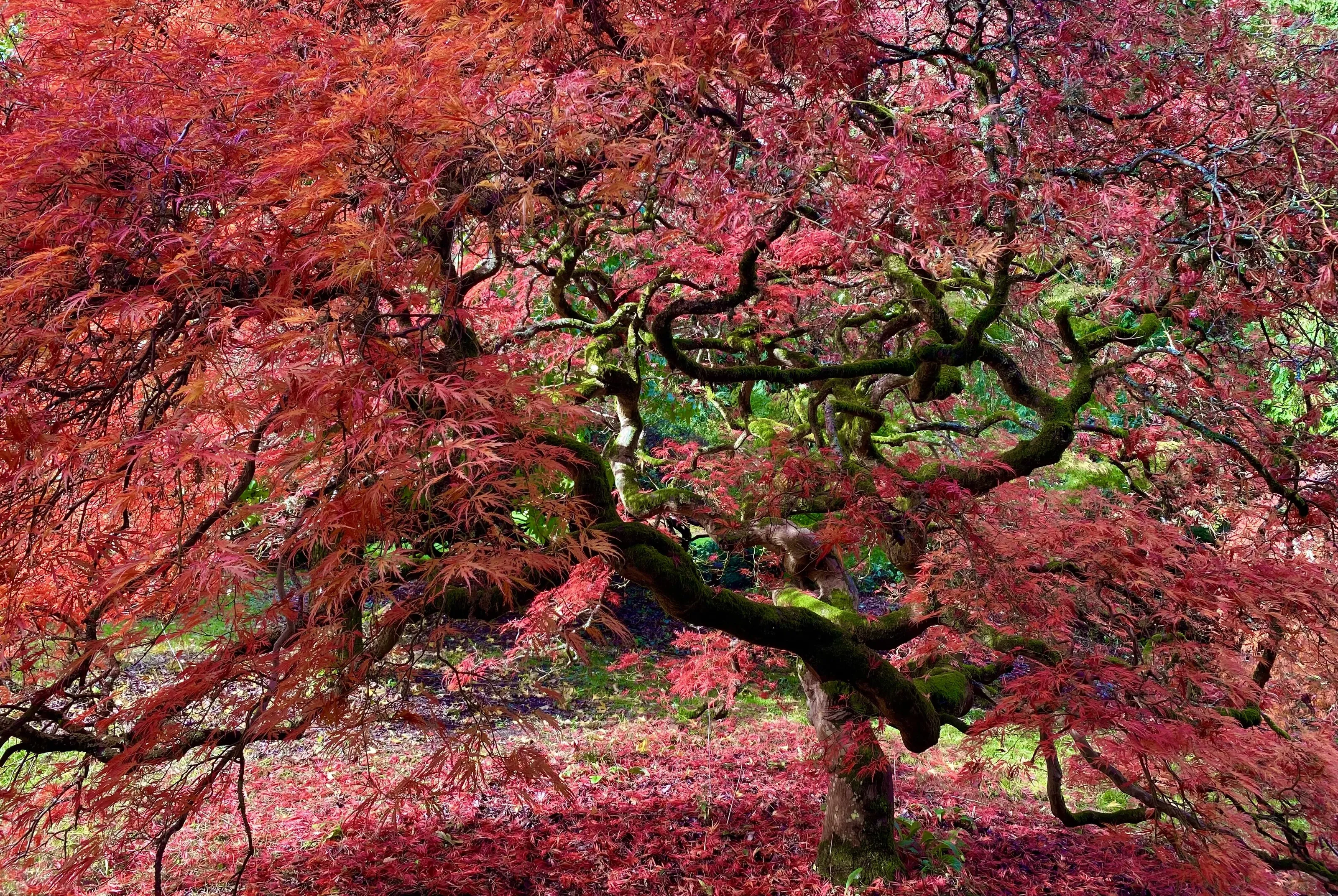 Ancient Japanese Acer Tree