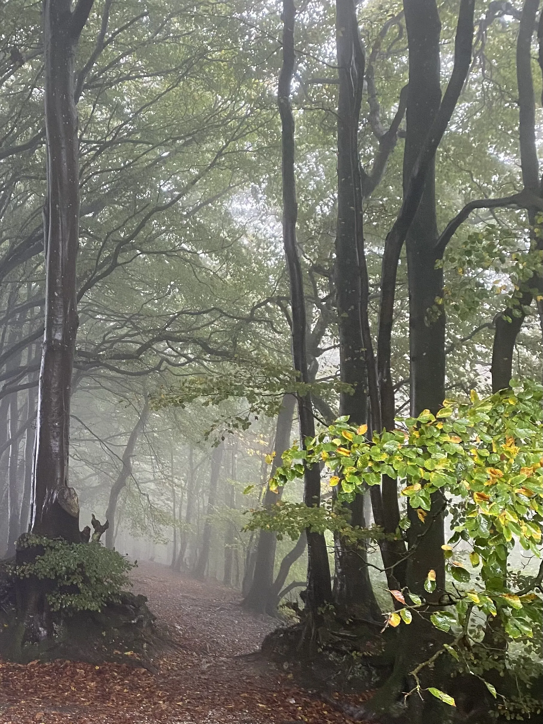 Blackdown Hills, Somerset AONB