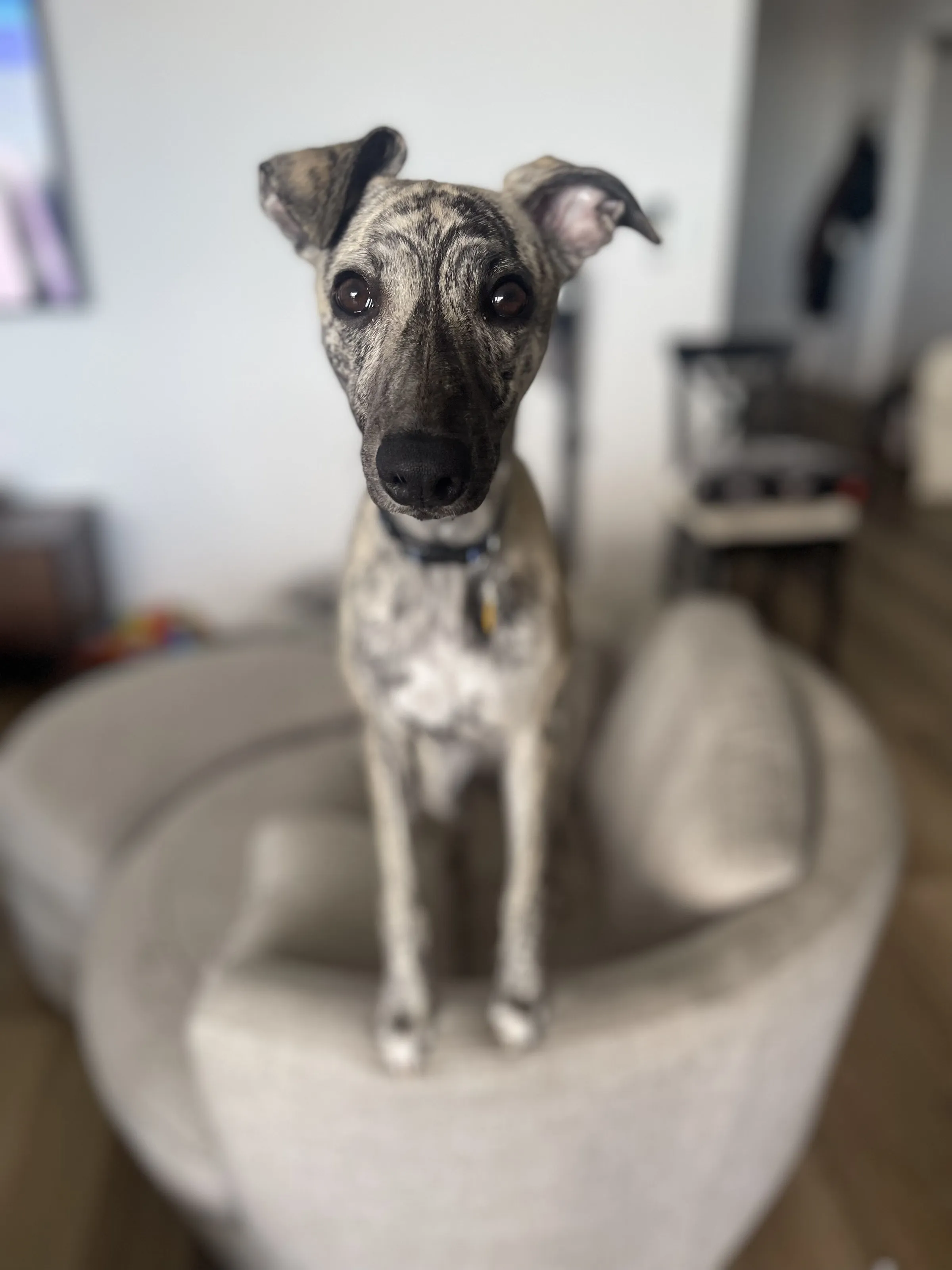 Albie the Whippet