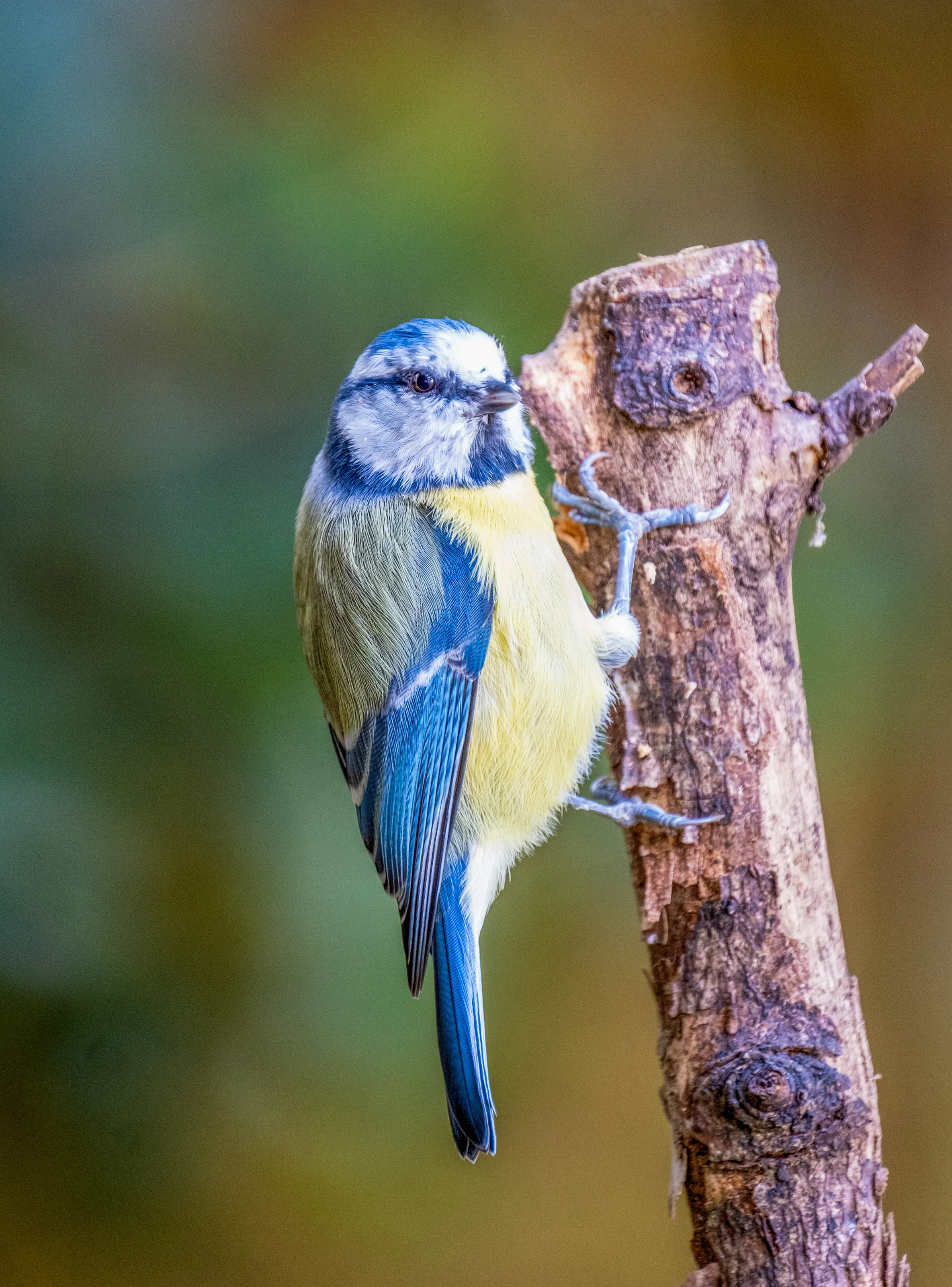Blue Tit