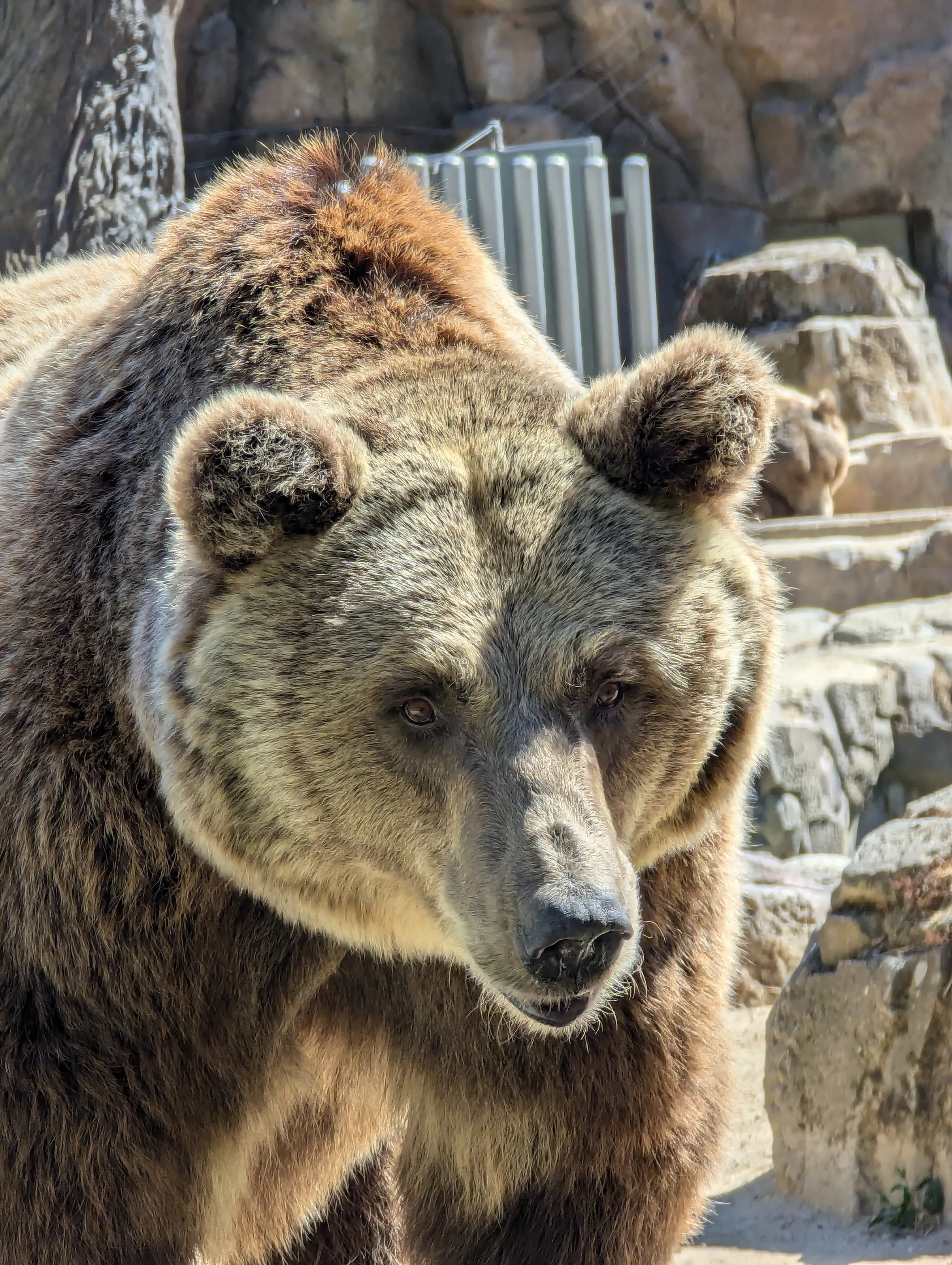 Bear in Madrid