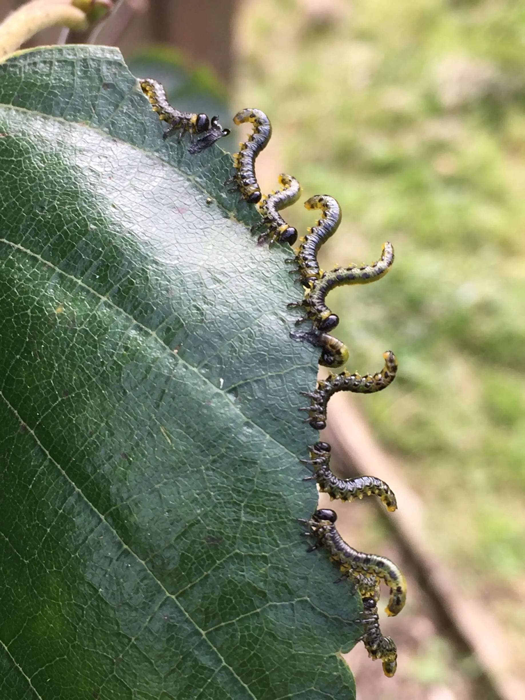 Very Hungry Caterpillars