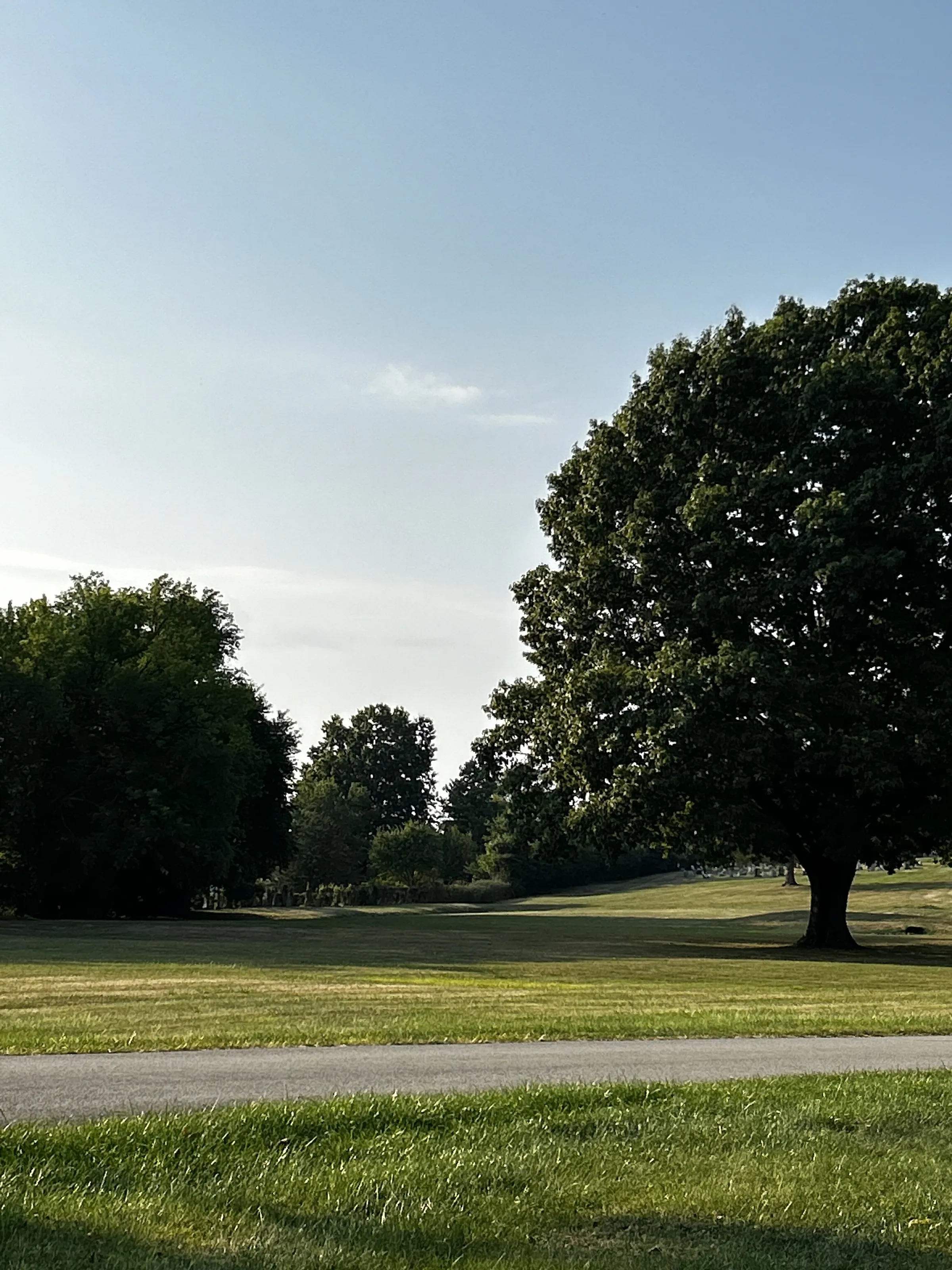 Giant Oak